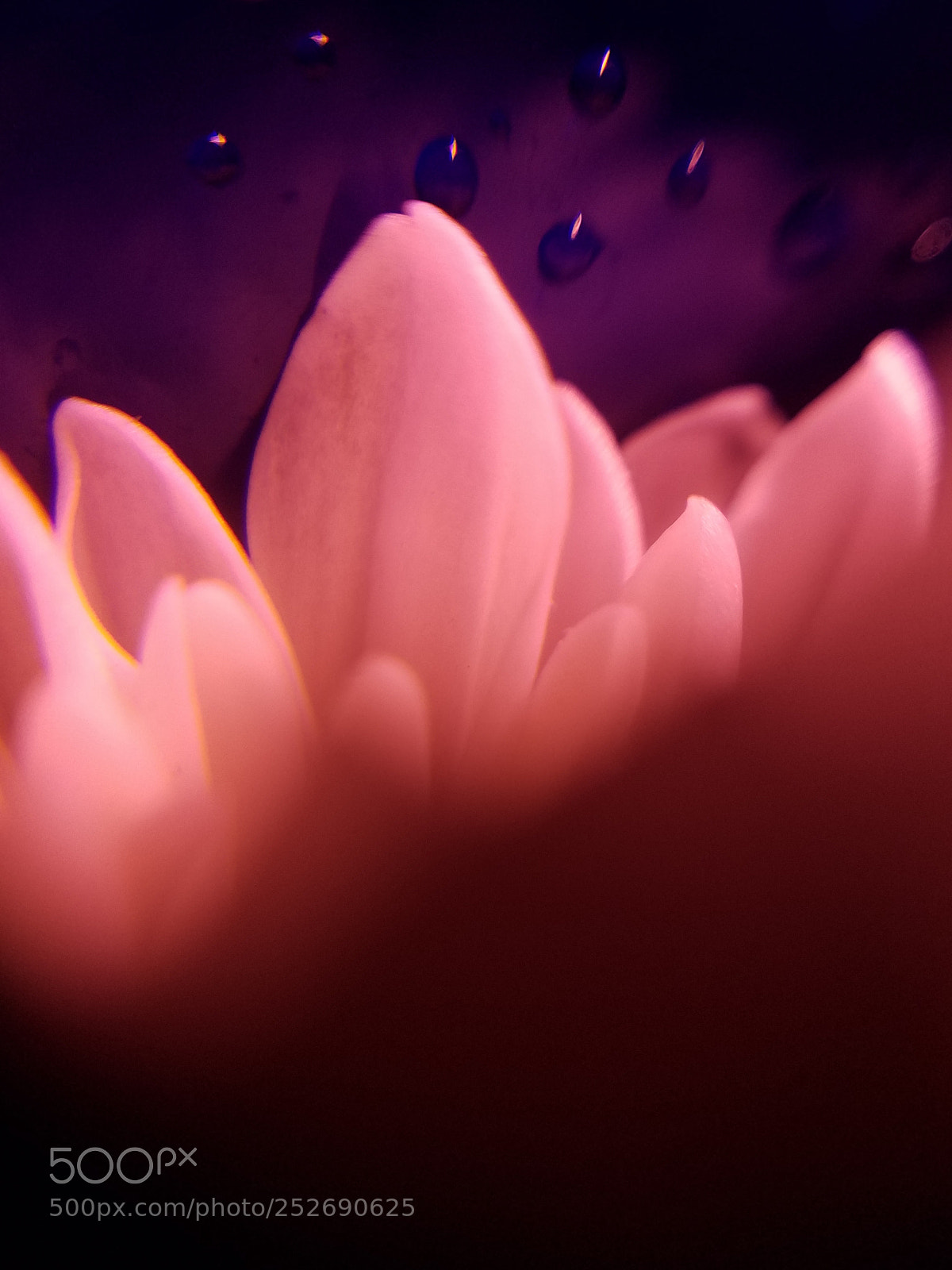 Samsung Galaxy S7 Edge sample photo. Petals photography