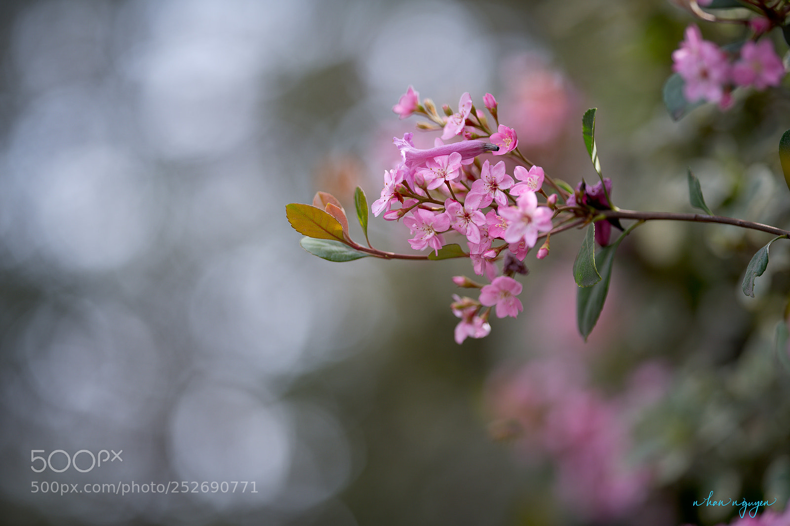 Nikon D850 sample photo. Untitled photography