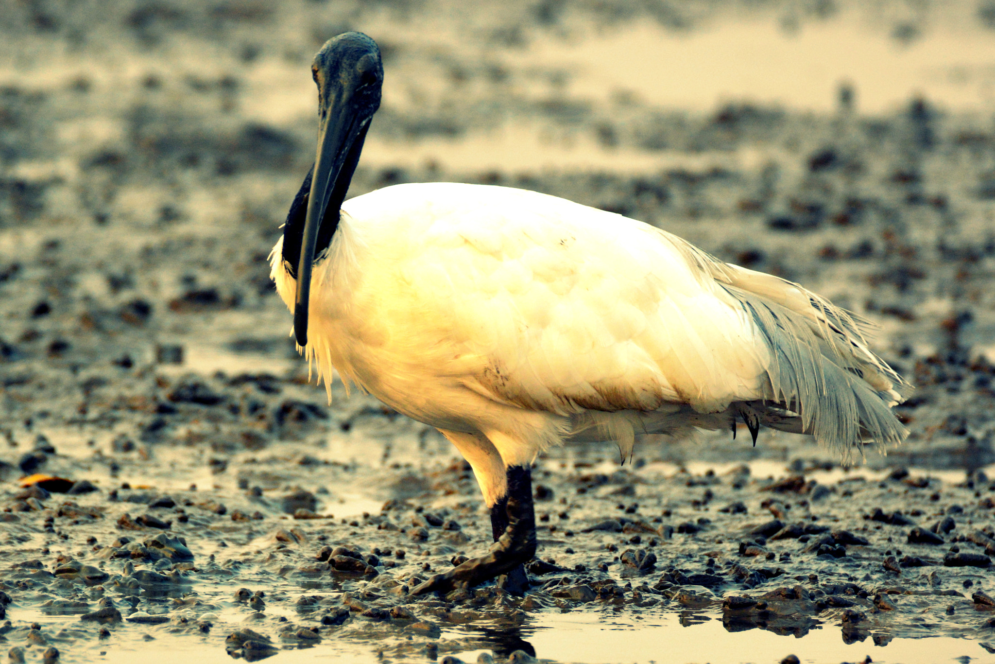 Nikon D5200 sample photo. Bird photography