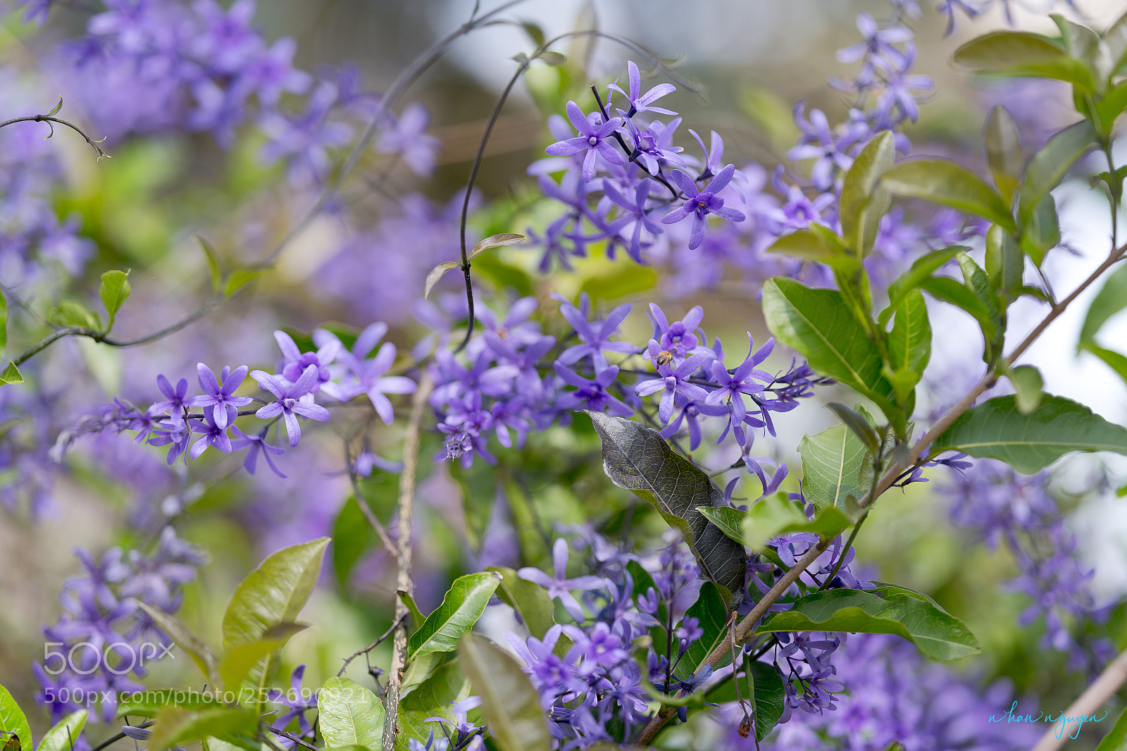 Nikon D850 sample photo. Untitled photography
