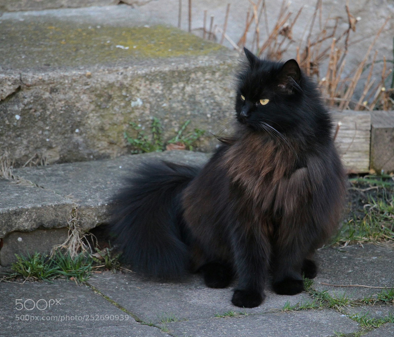 Canon EOS 100D (EOS Rebel SL1 / EOS Kiss X7) sample photo. Monty photography