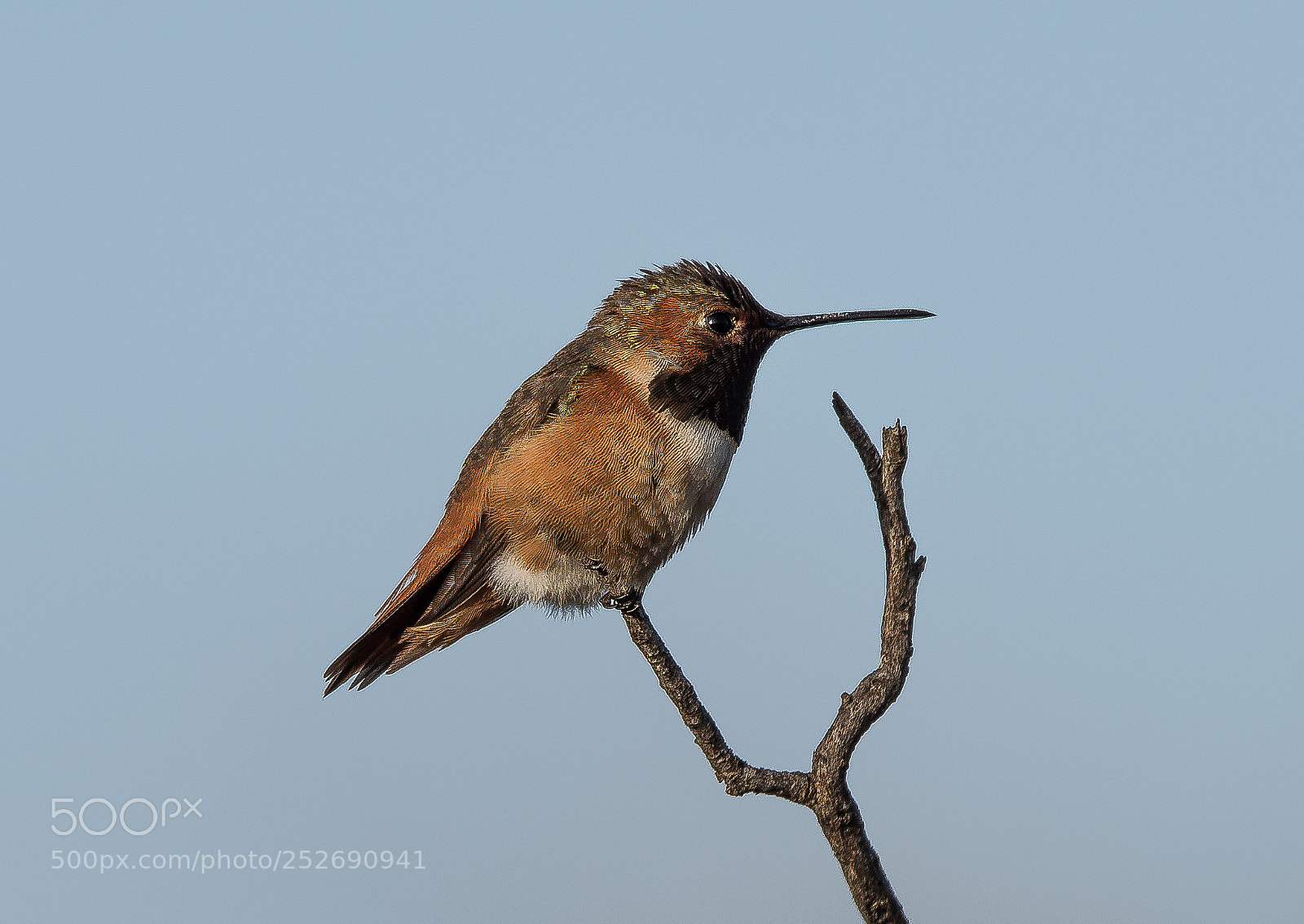 Nikon D810 sample photo. Allens hummingbird sepulveda basin photography
