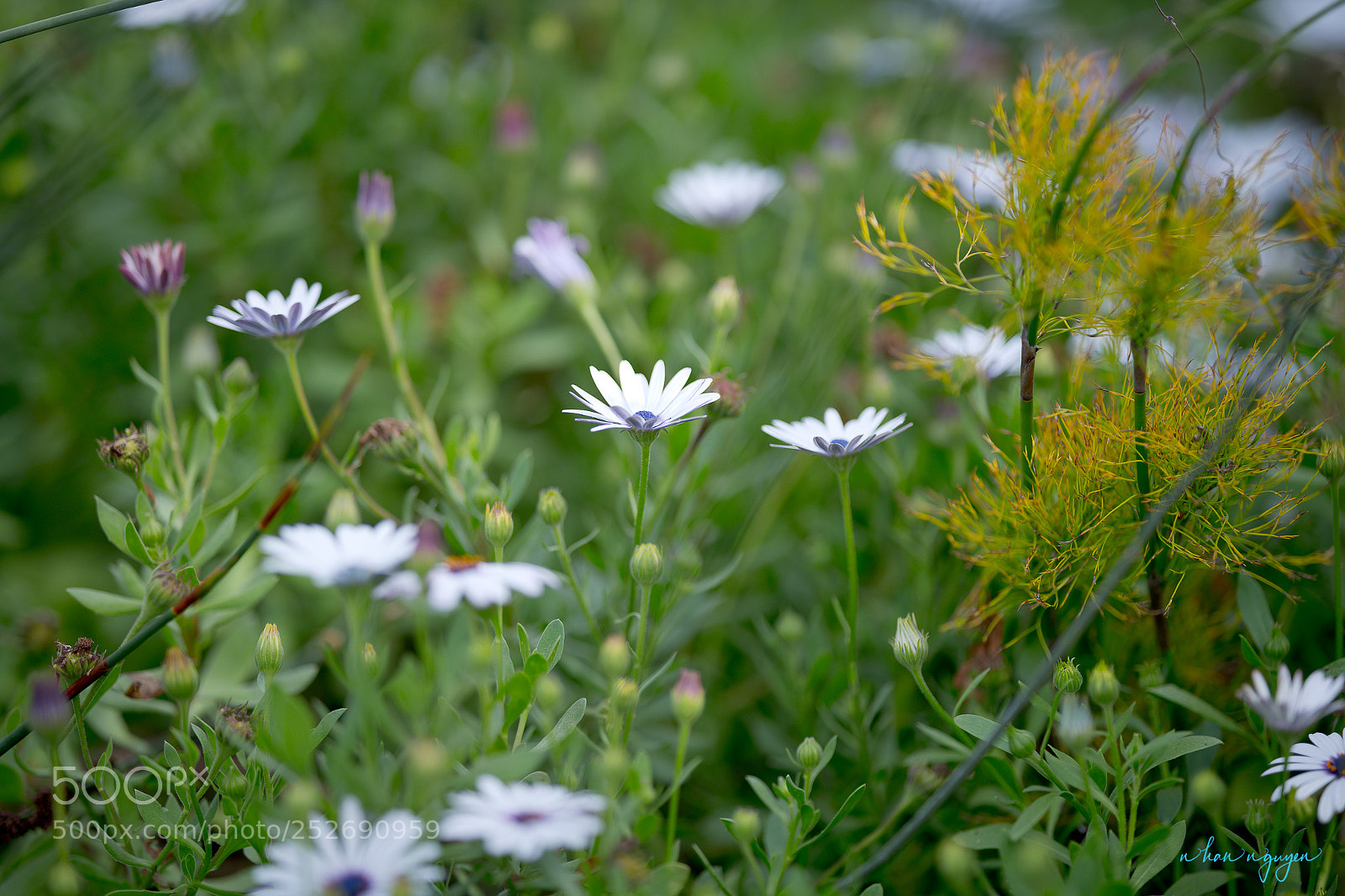 Nikon D850 sample photo. Untitled photography