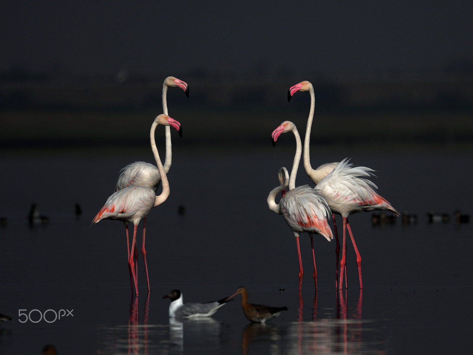 Nikon D500 sample photo. Greater flamingo photography