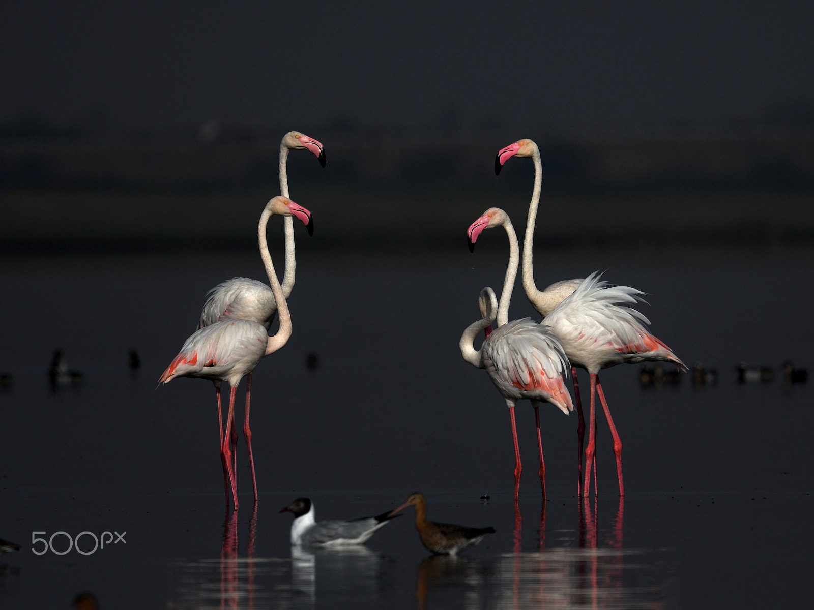 Nikon Nikkor AF-S 300mm F4E PF ED VR sample photo. Greater flamingo photography