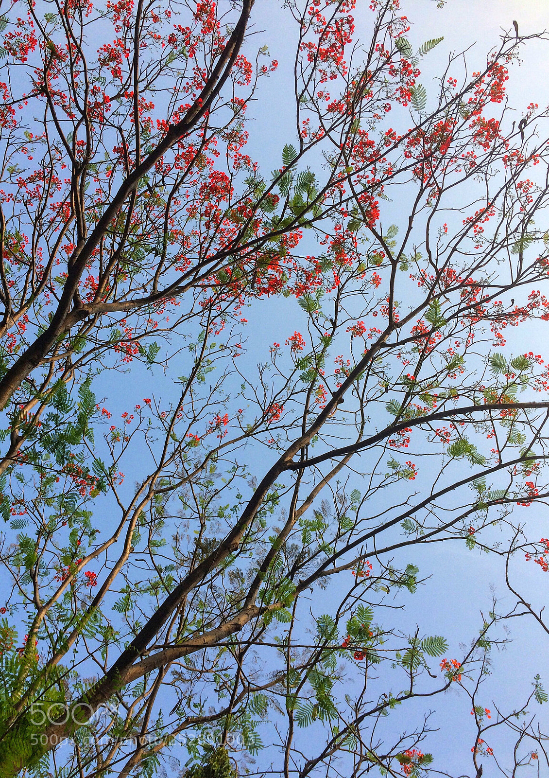 Apple iPhone 5s sample photo. Spring photography