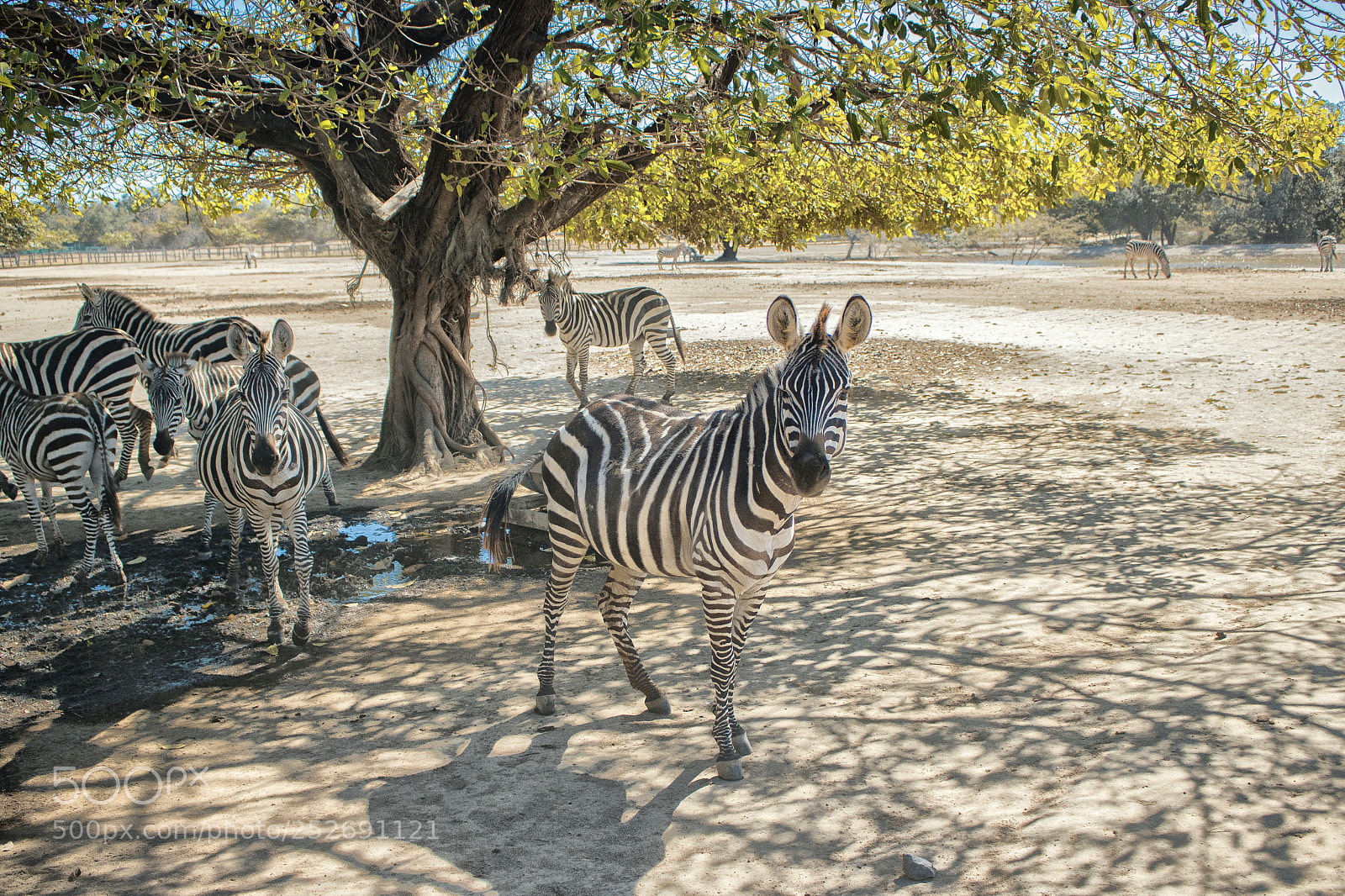 Canon EOS 750D (EOS Rebel T6i / EOS Kiss X8i) sample photo. Zebras in africa safari photography