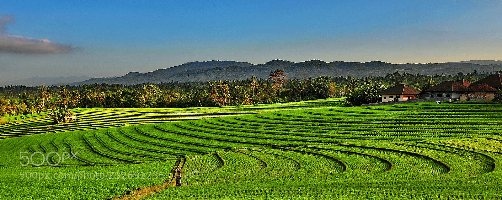 Nikon D300 sample photo. Village in the rice photography