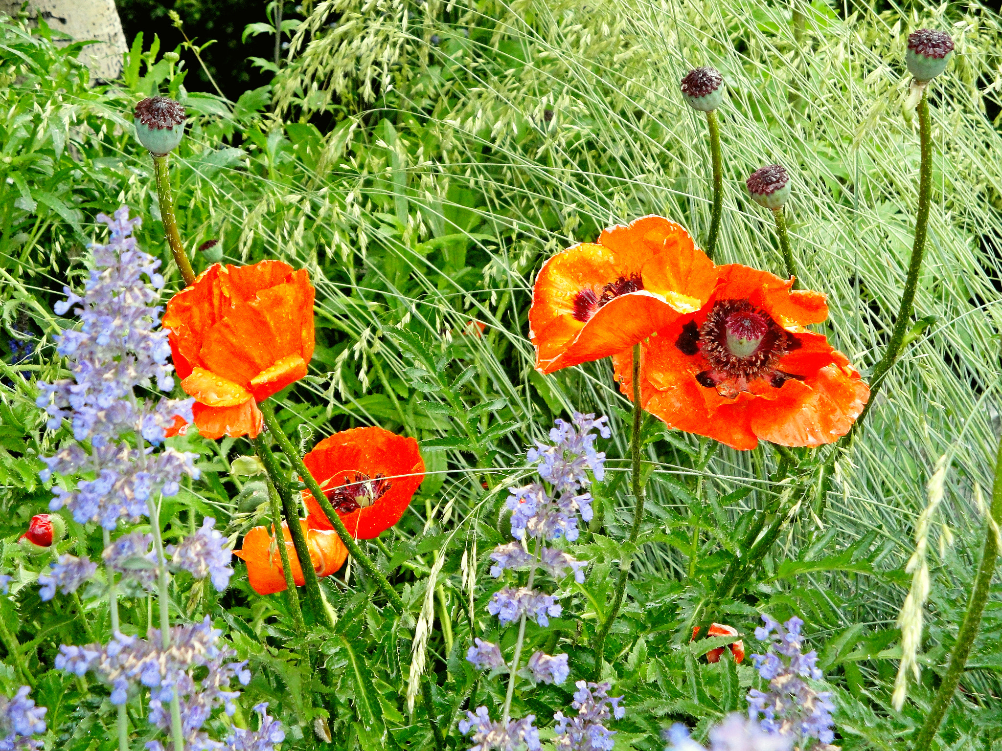 Sony Cyber-shot DSC-W290 sample photo. Poppies and tall grasses photography