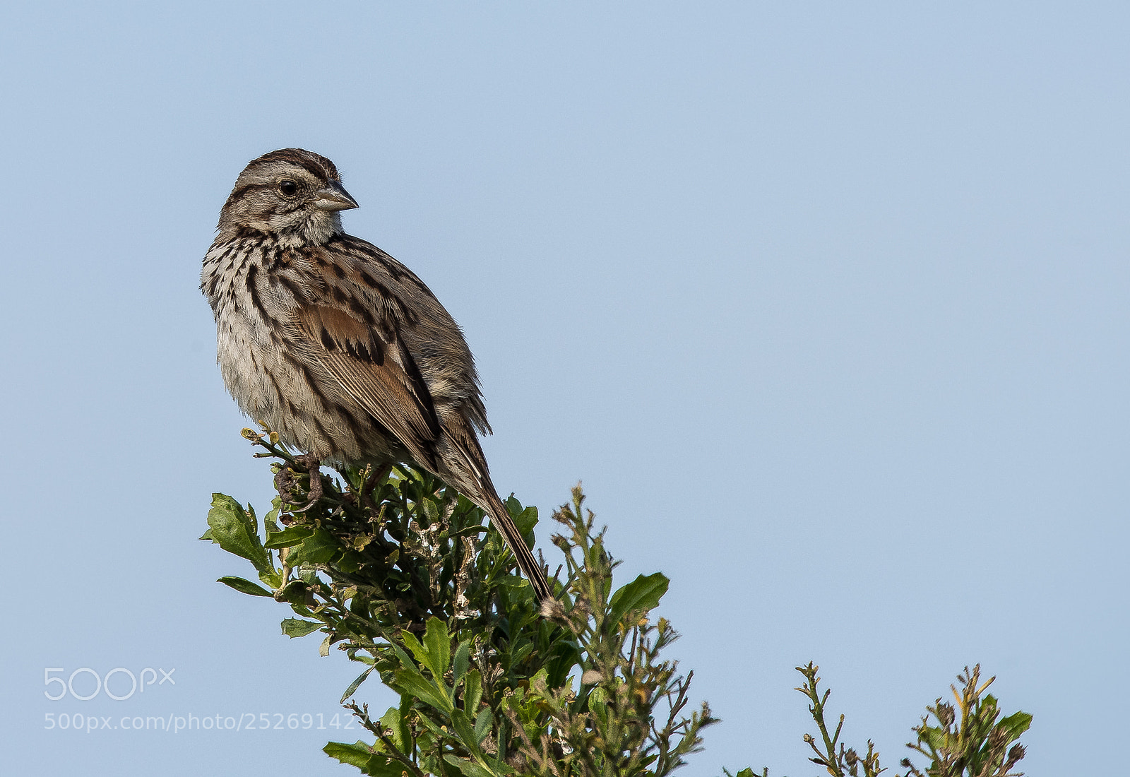 Nikon D810 sample photo. Songbirds at sepulveda basin photography