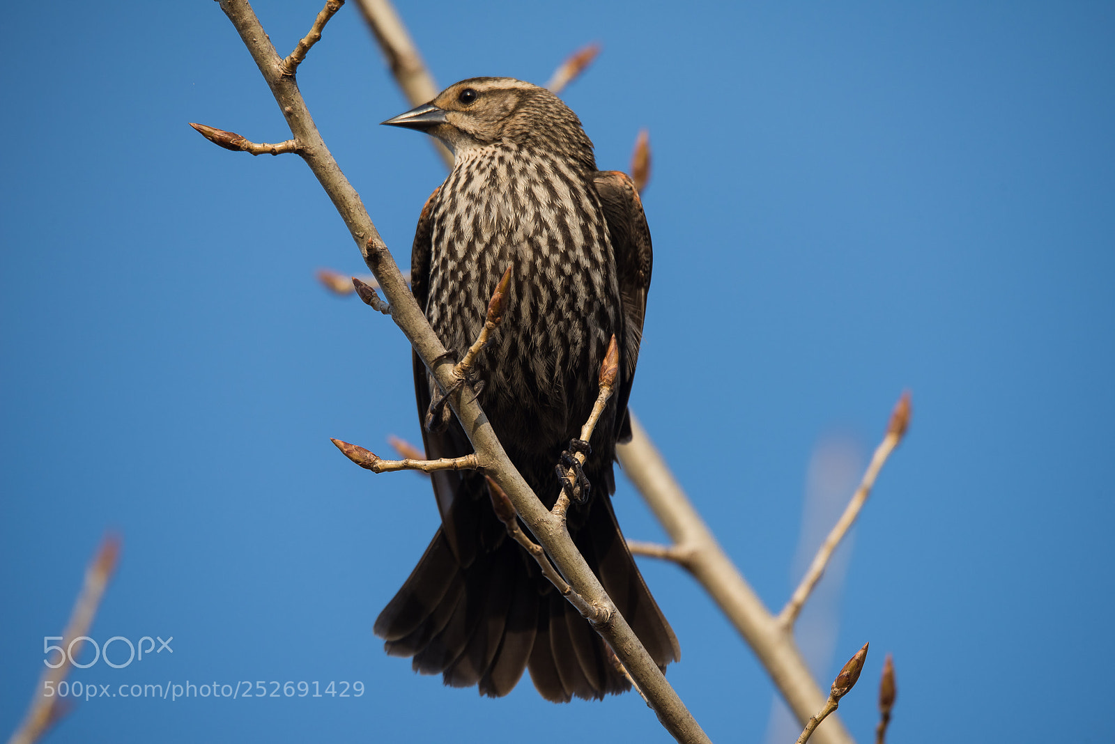Nikon D810 sample photo. Songbirds at sepulveda basin photography
