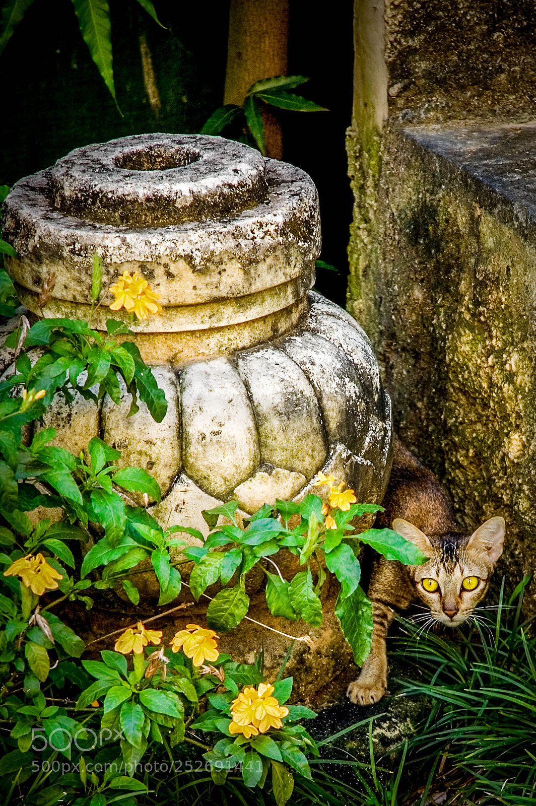 Nikon D70s sample photo. Cat photography