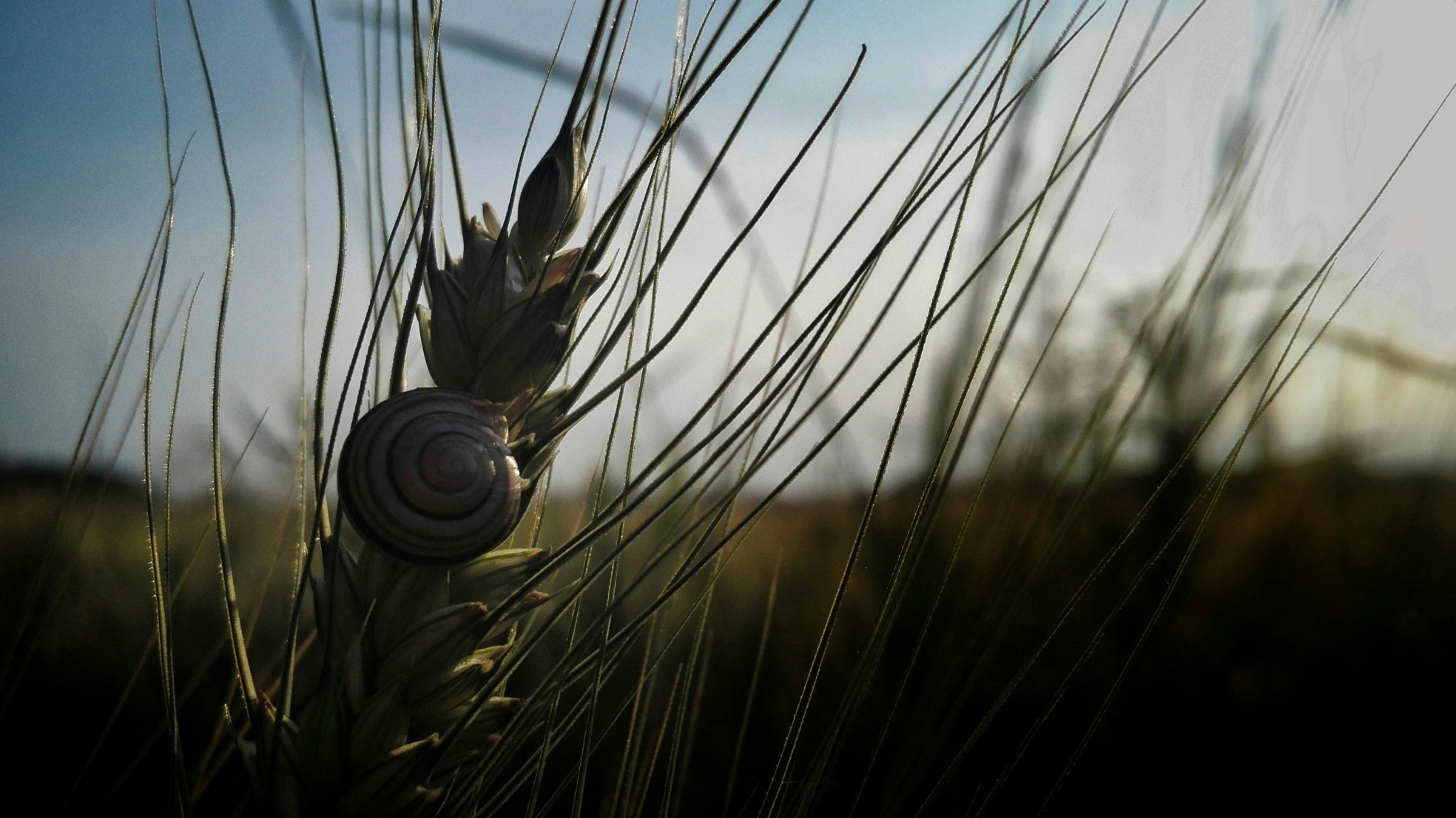 HUAWEI Honor 7 sample photo. Emerging photography
