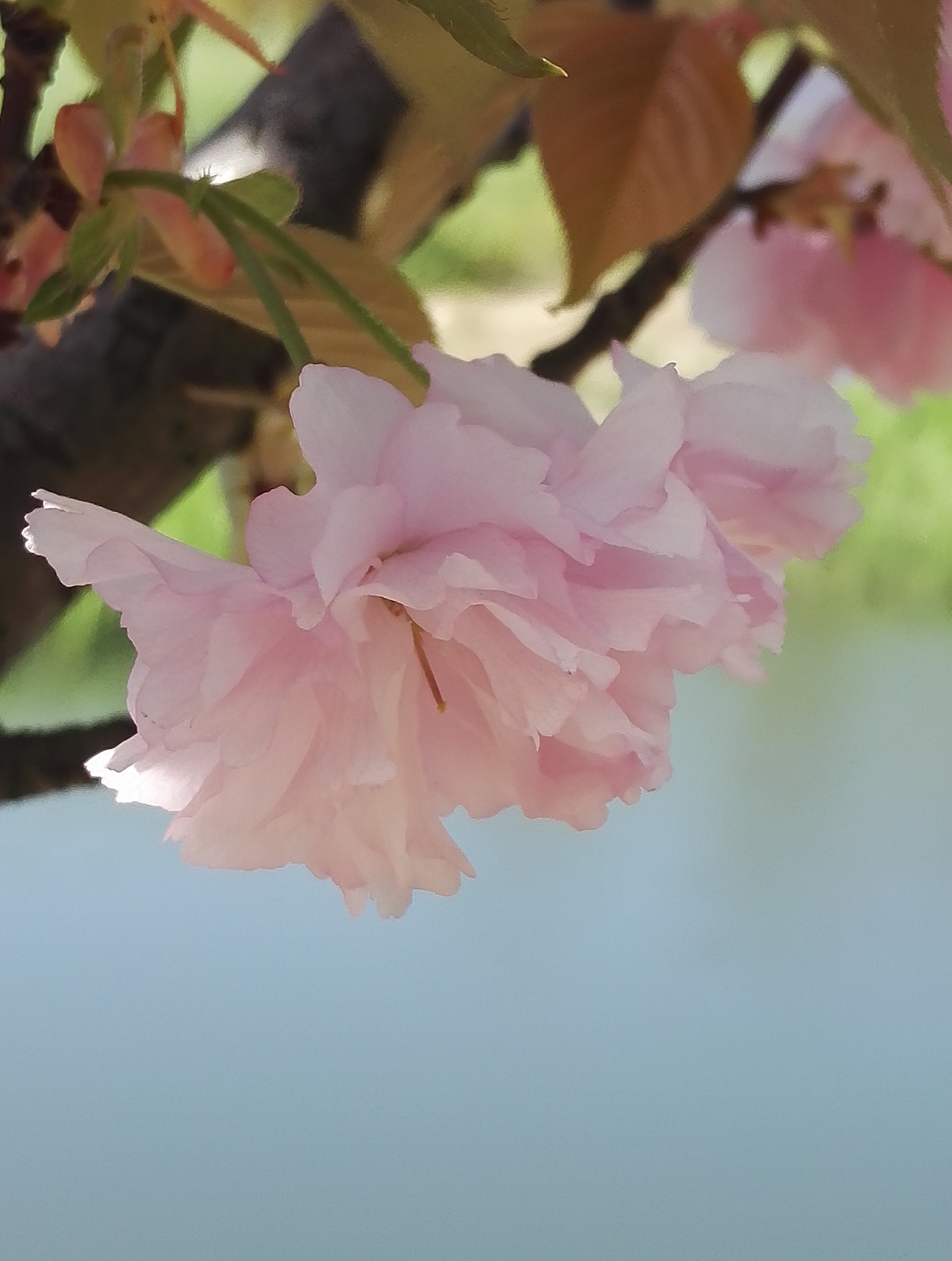 HUAWEI Honor 7 sample photo. 临水照花 the flowers by the lake photography