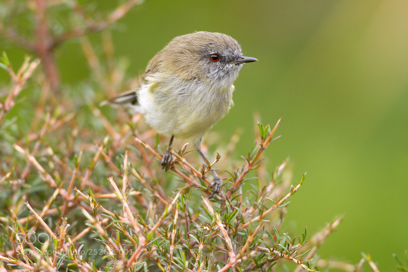 Canon EOS 7D sample photo. Grey warbler on coprosma photography