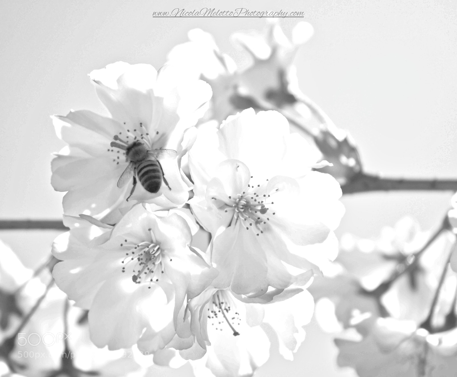 Canon EOS 760D (EOS Rebel T6s / EOS 8000D) sample photo. Flowers  photography