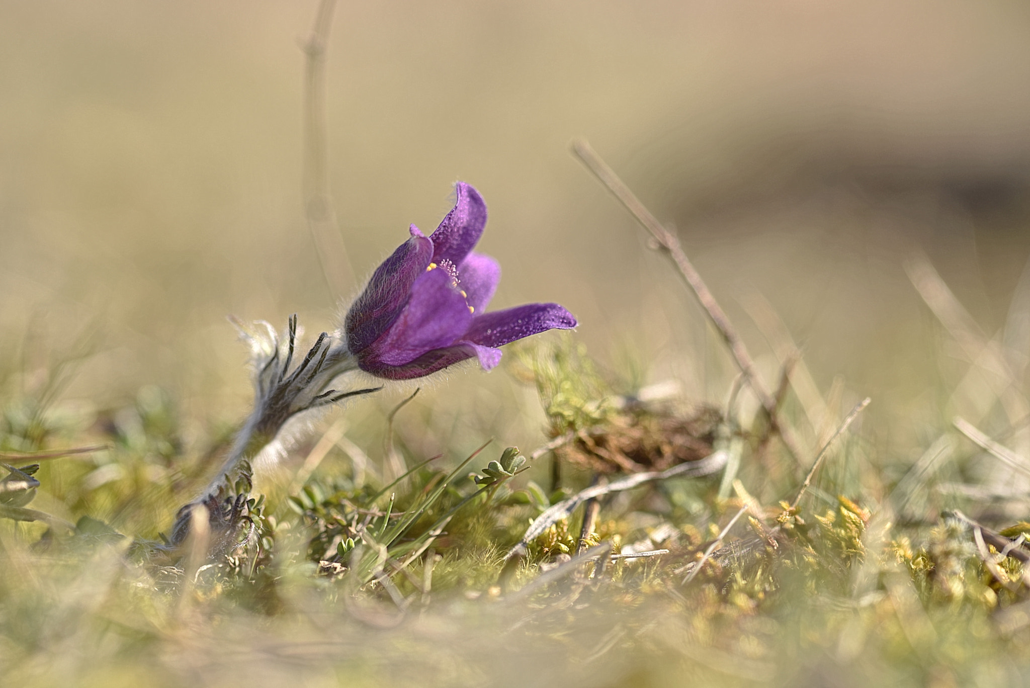 Sigma 105mm F2.8 EX DG OS HSM sample photo. Anémone pulsatile photography