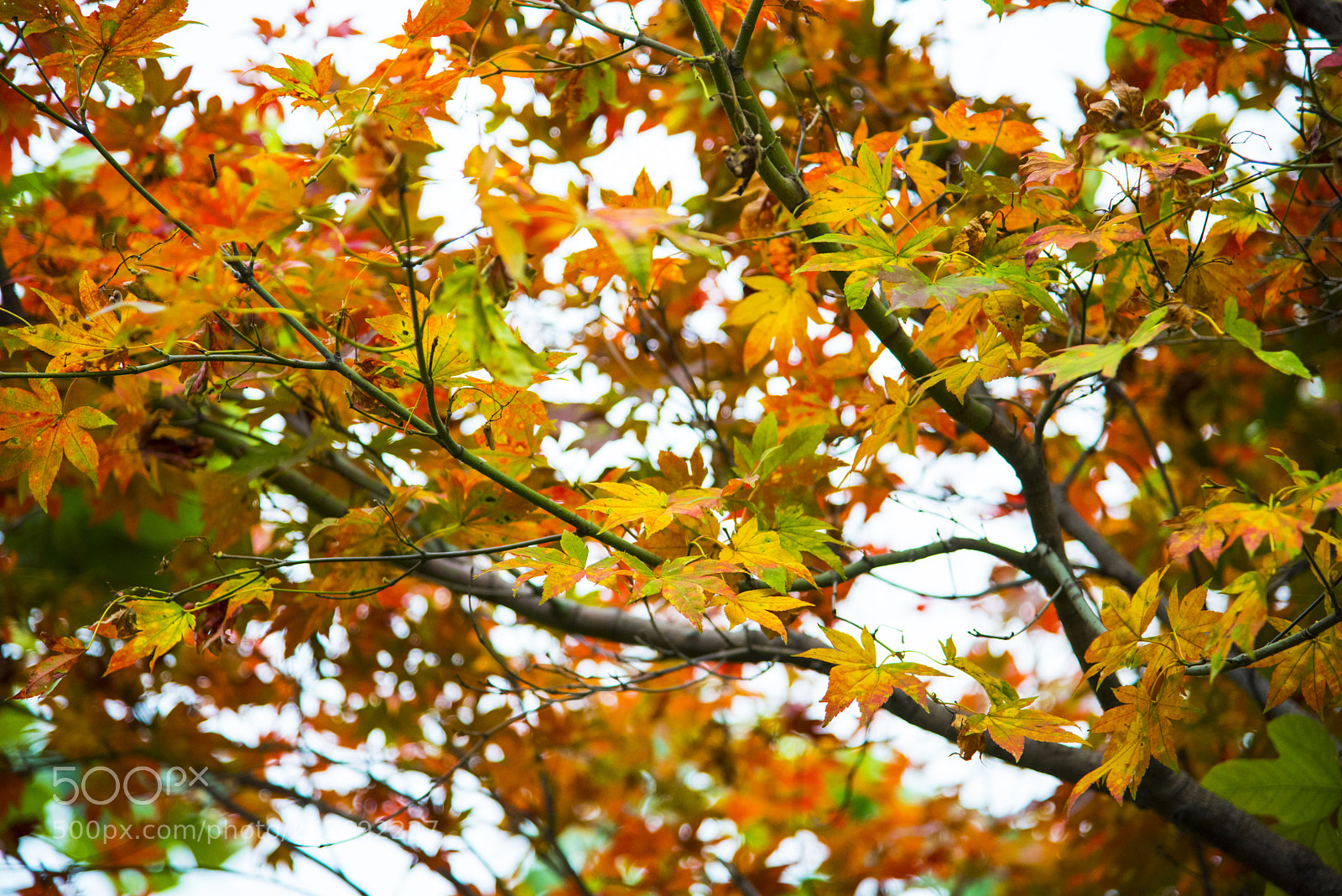Nikon D810 sample photo. Thank sincerely !! photography