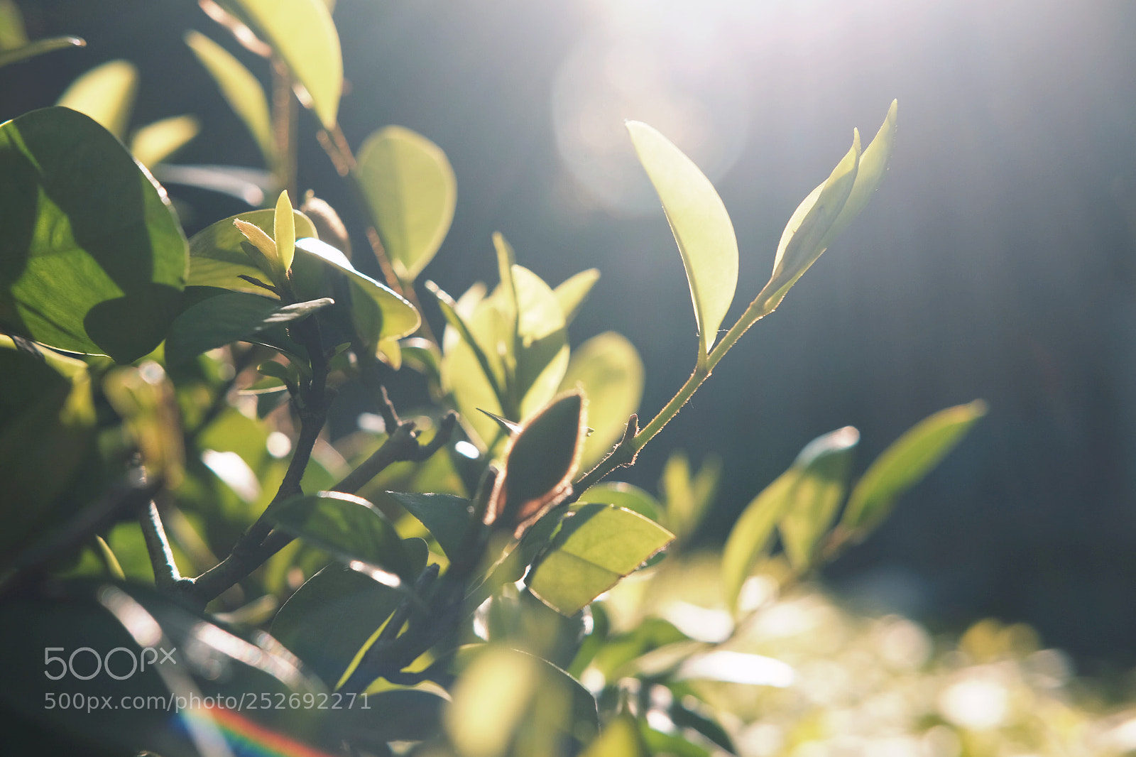 Fujifilm X-E2S sample photo. 春天的气息 photography