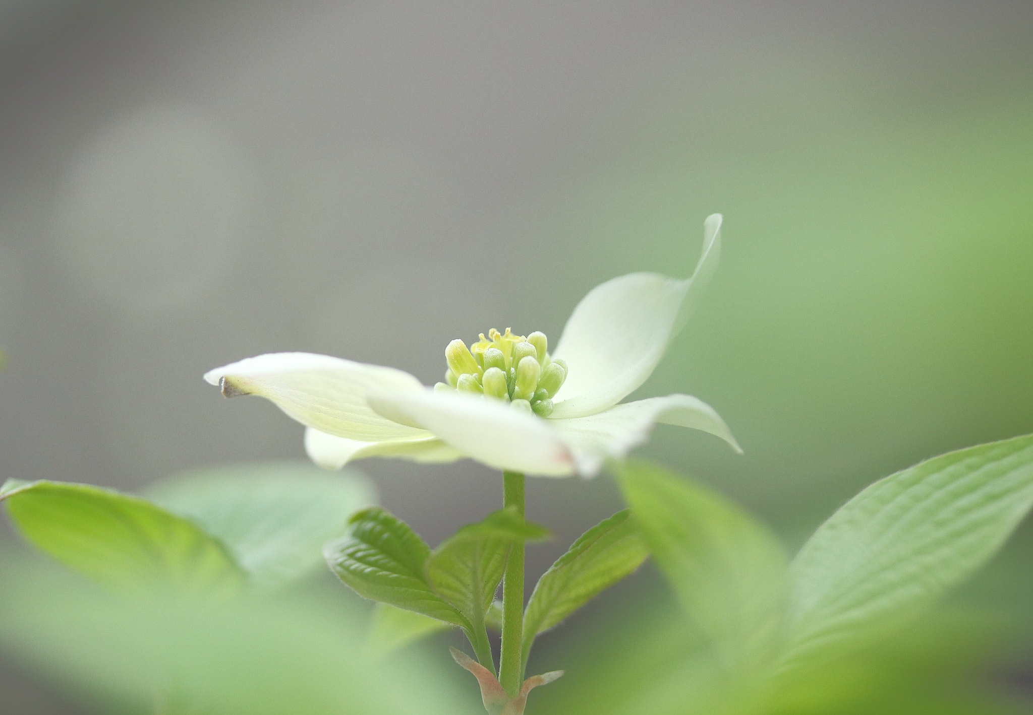 Canon EOS 100D (EOS Rebel SL1 / EOS Kiss X7) sample photo. Flowering dogwood photography
