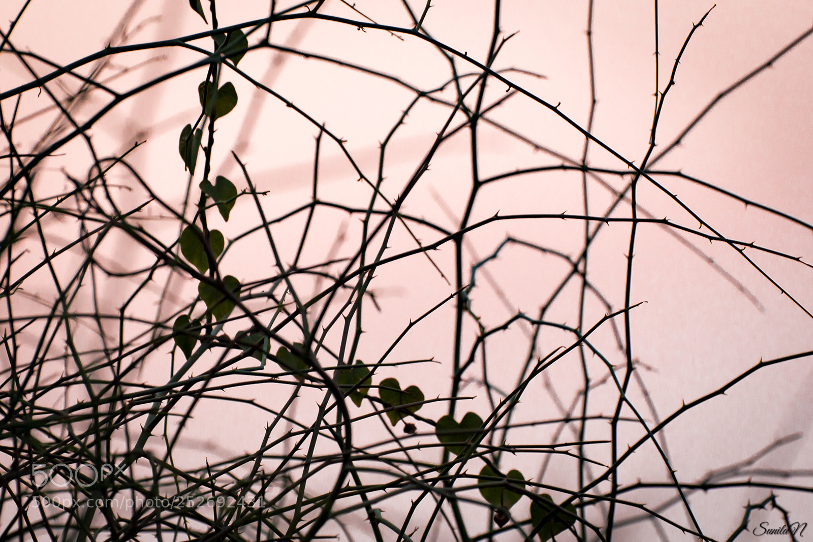 Nikon D3200 sample photo. Hearts at dusk photography