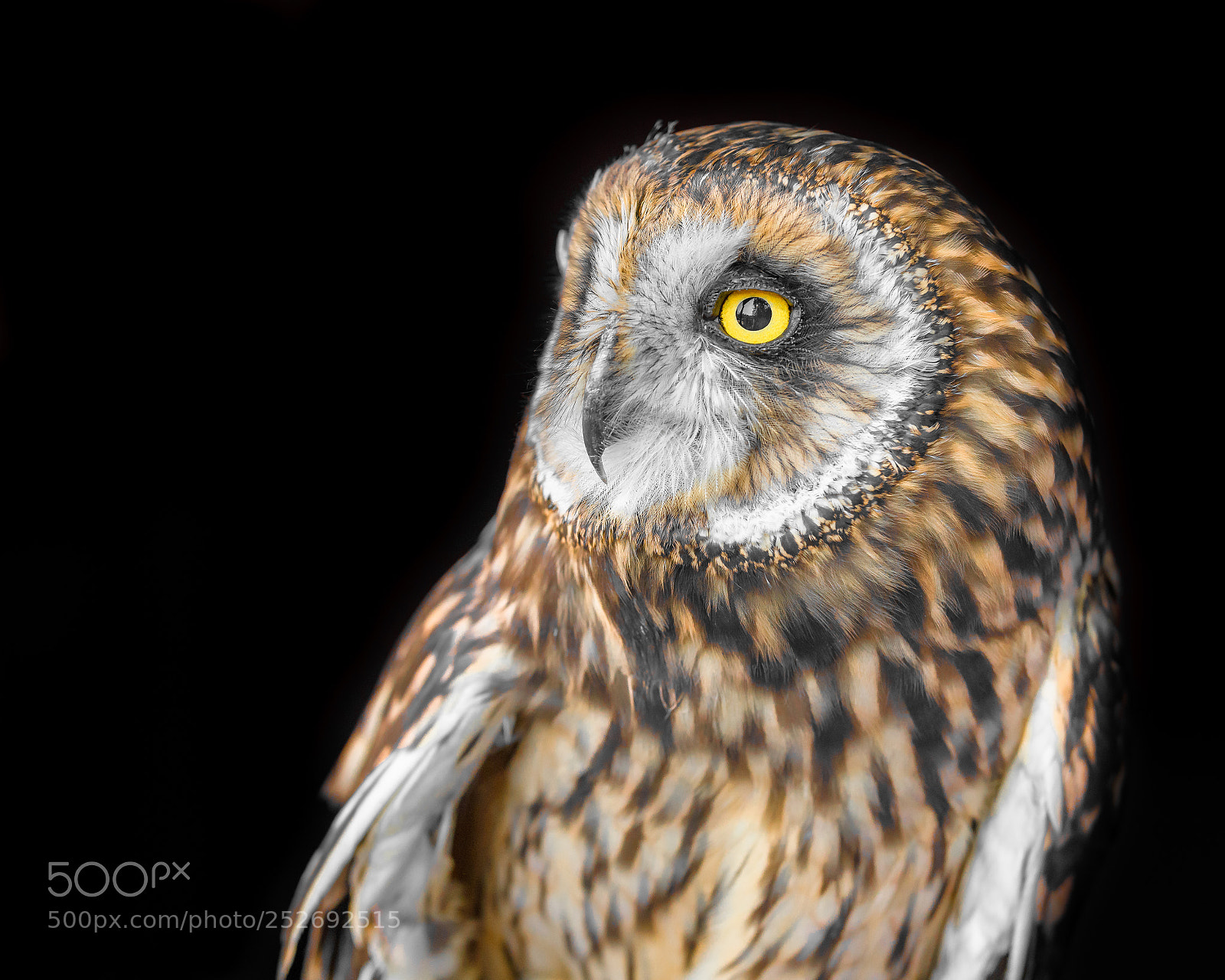 Nikon D500 sample photo. Curios owl photography