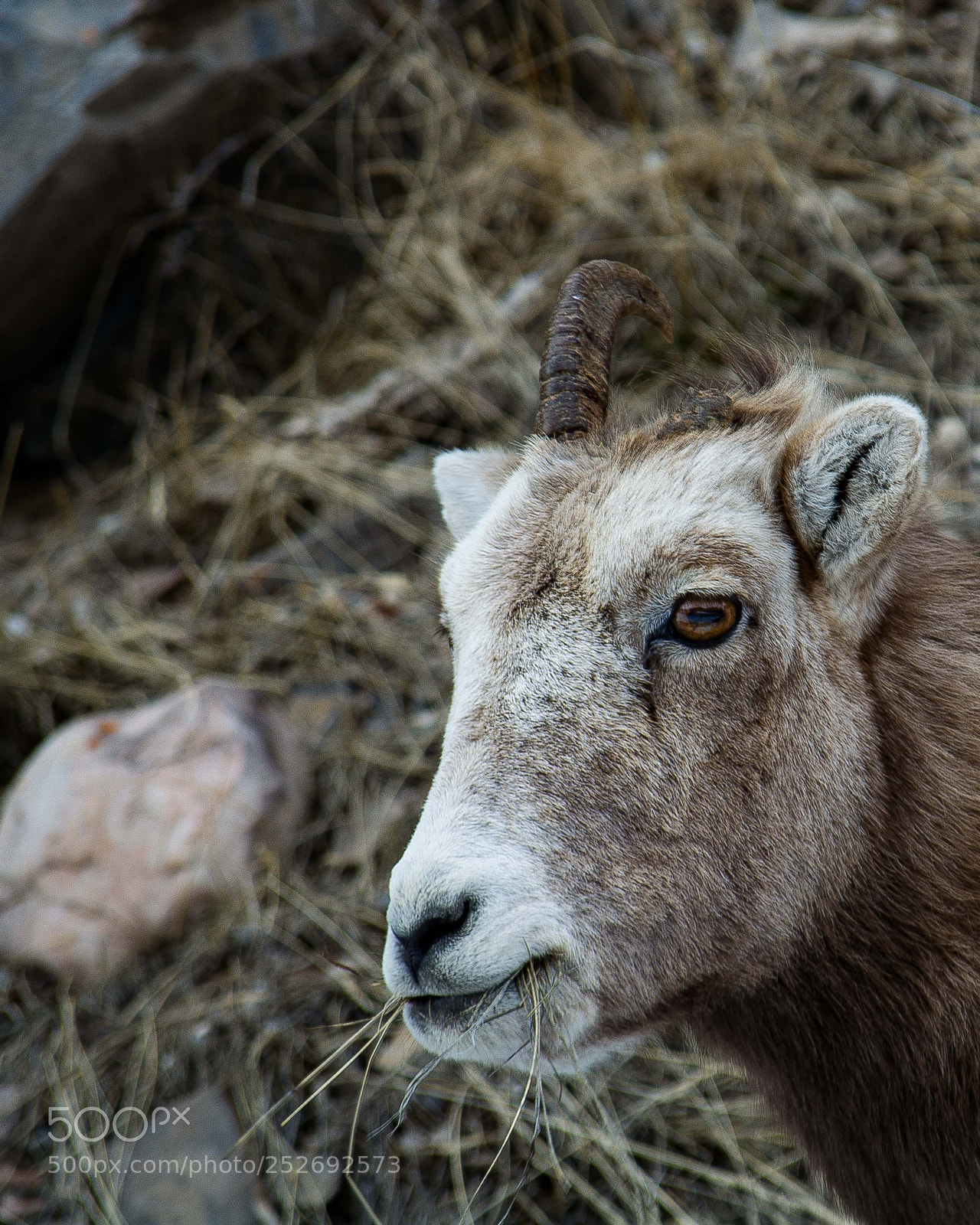 Nikon D5200 sample photo. Female mountain goat photography