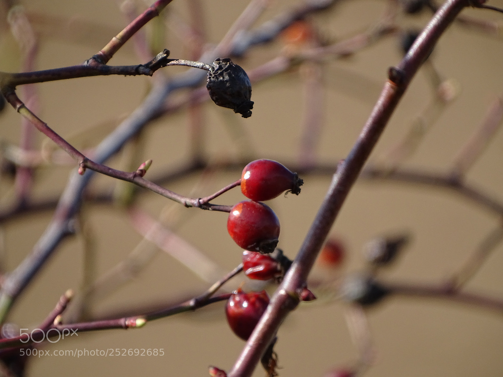 Sony Cyber-shot DSC-HX400V sample photo. Untitled photography