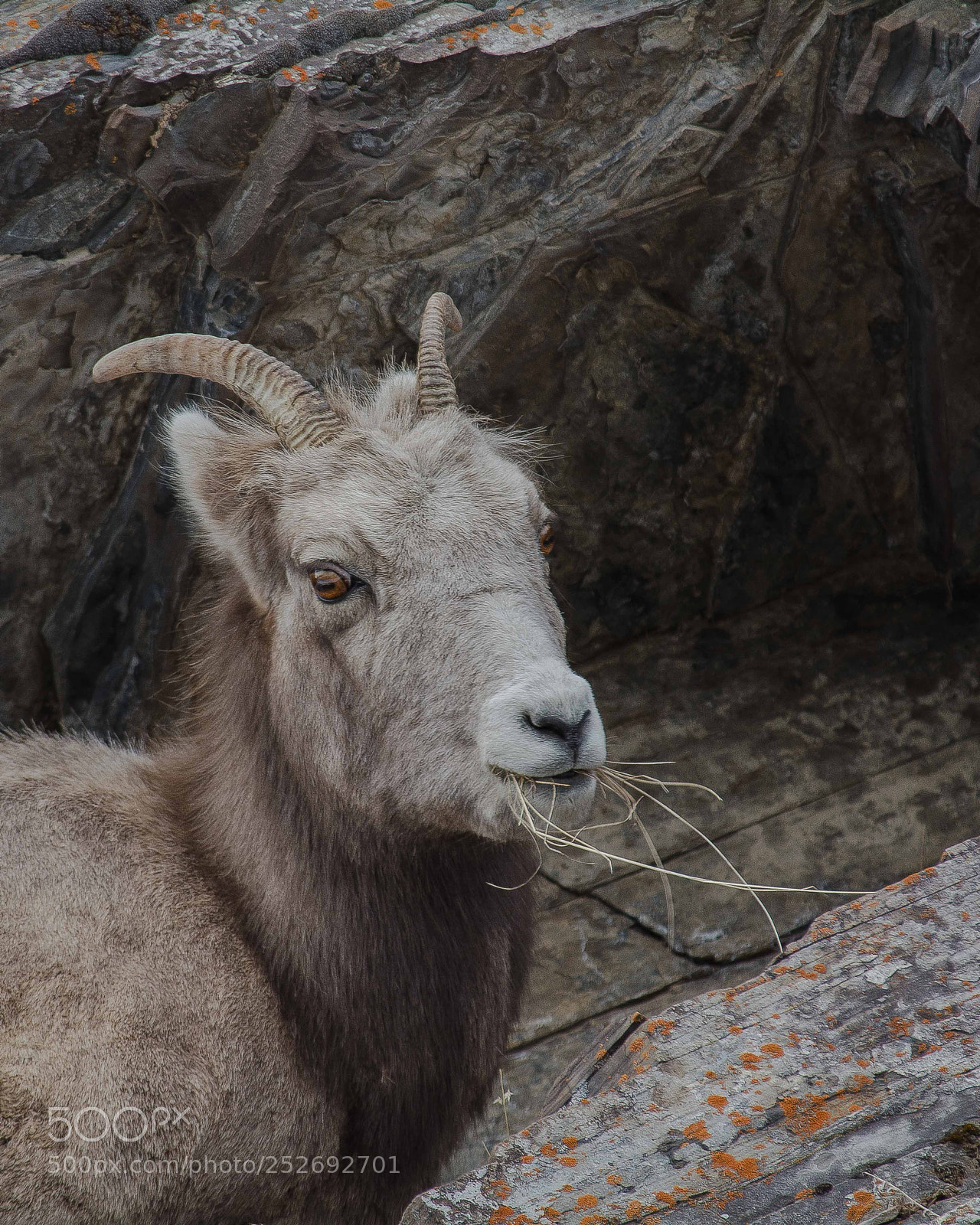 Nikon D5200 sample photo. Female mountain goat photography