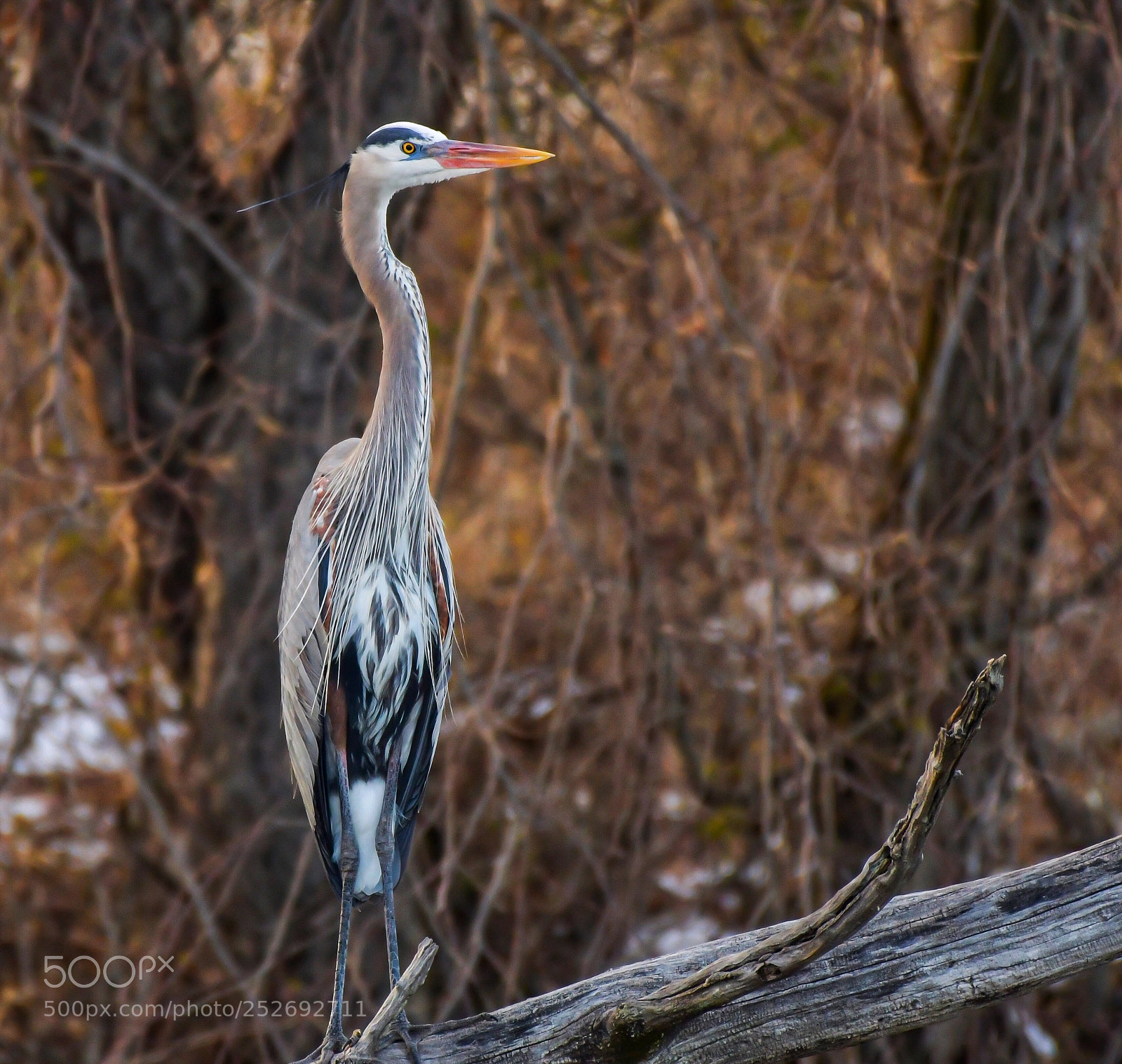 Nikon D500 sample photo. Great blue heron photography