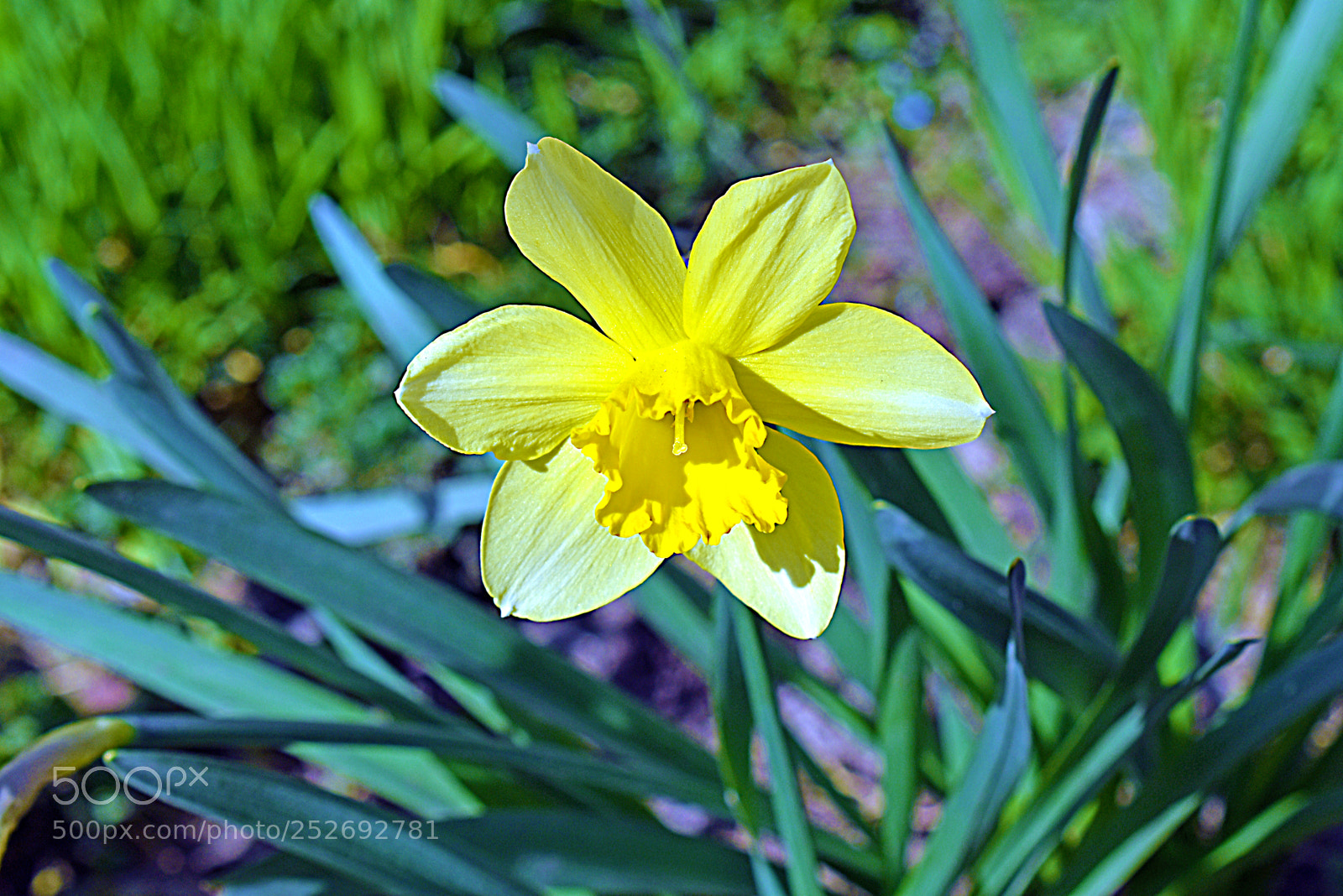 Nikon D5600 sample photo. Нарцисс photography