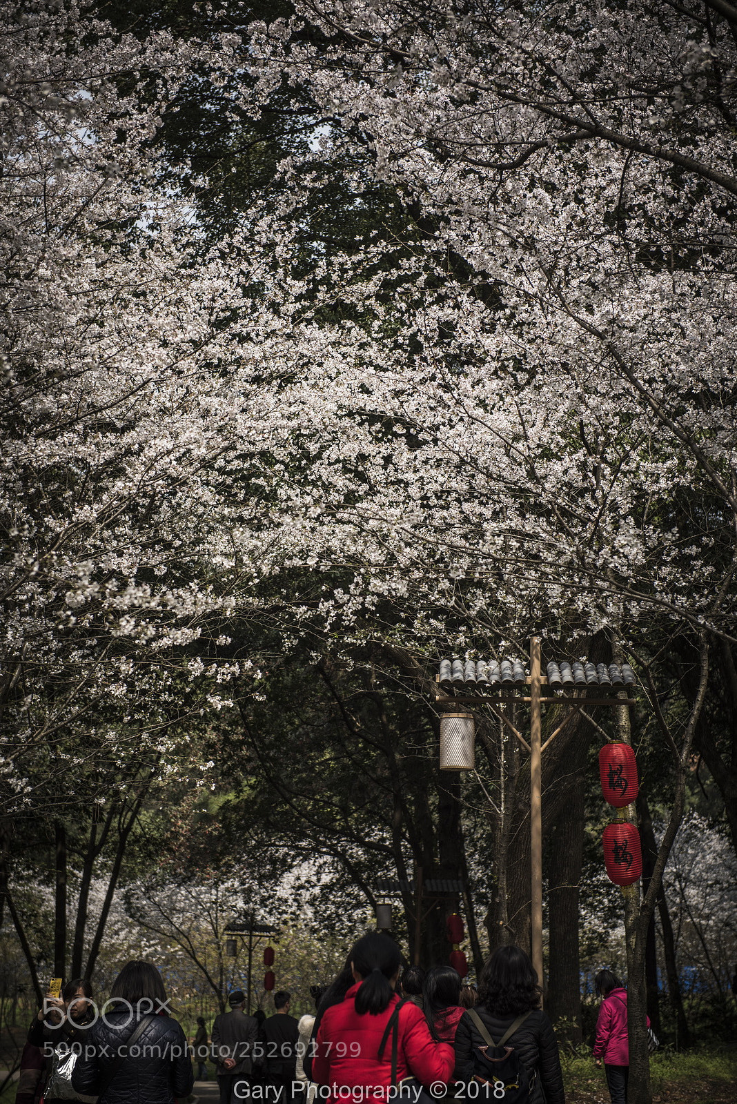 Nikon D810 sample photo. 踏青 photography