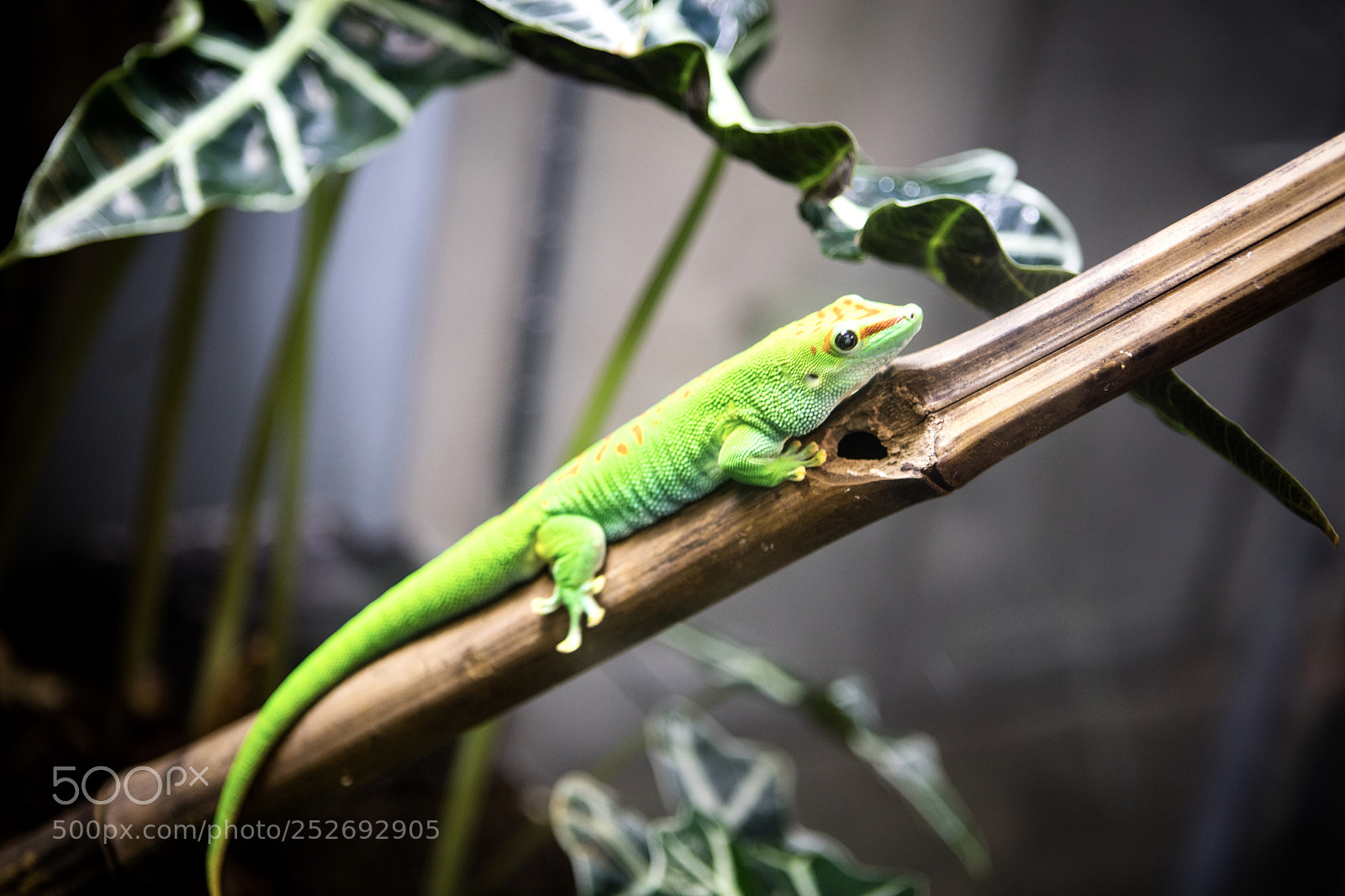 Canon EOS 5DS R sample photo. Untitled photography