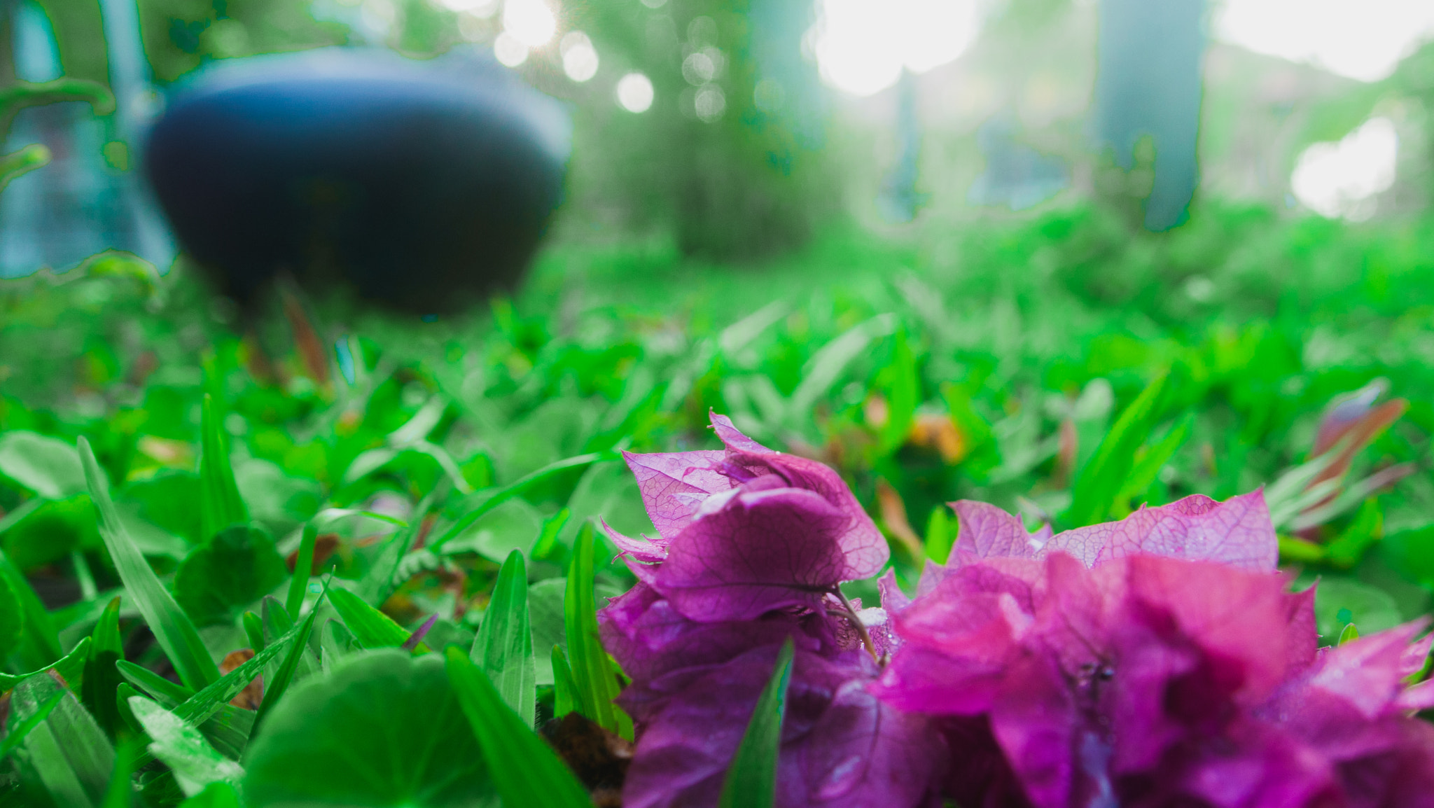 Olympus PEN E-P1 sample photo. Flower on the ground photography