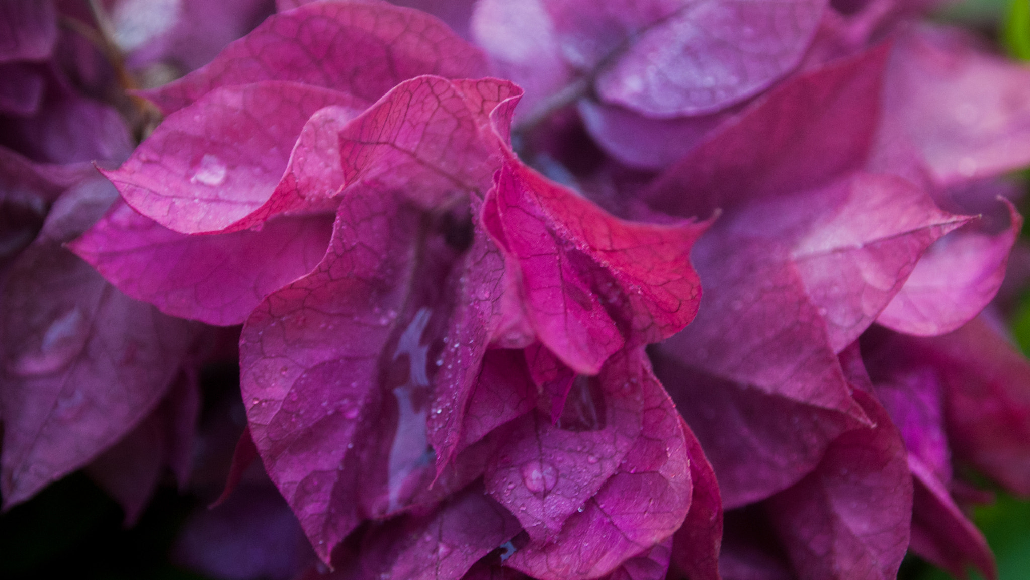 Olympus PEN E-P1 sample photo. Macro flowers photography