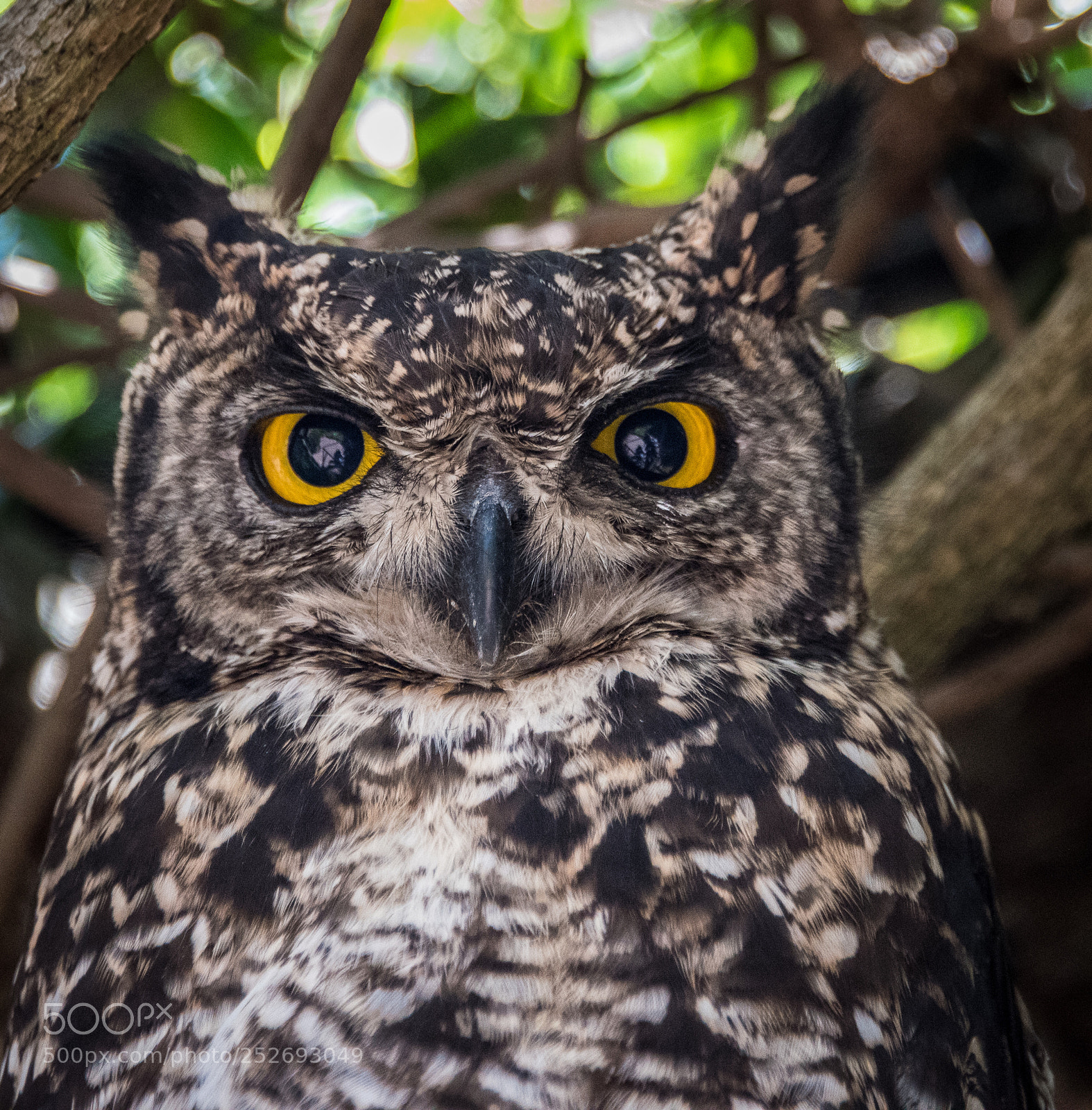 Nikon D810 sample photo. Owl - 1 photography