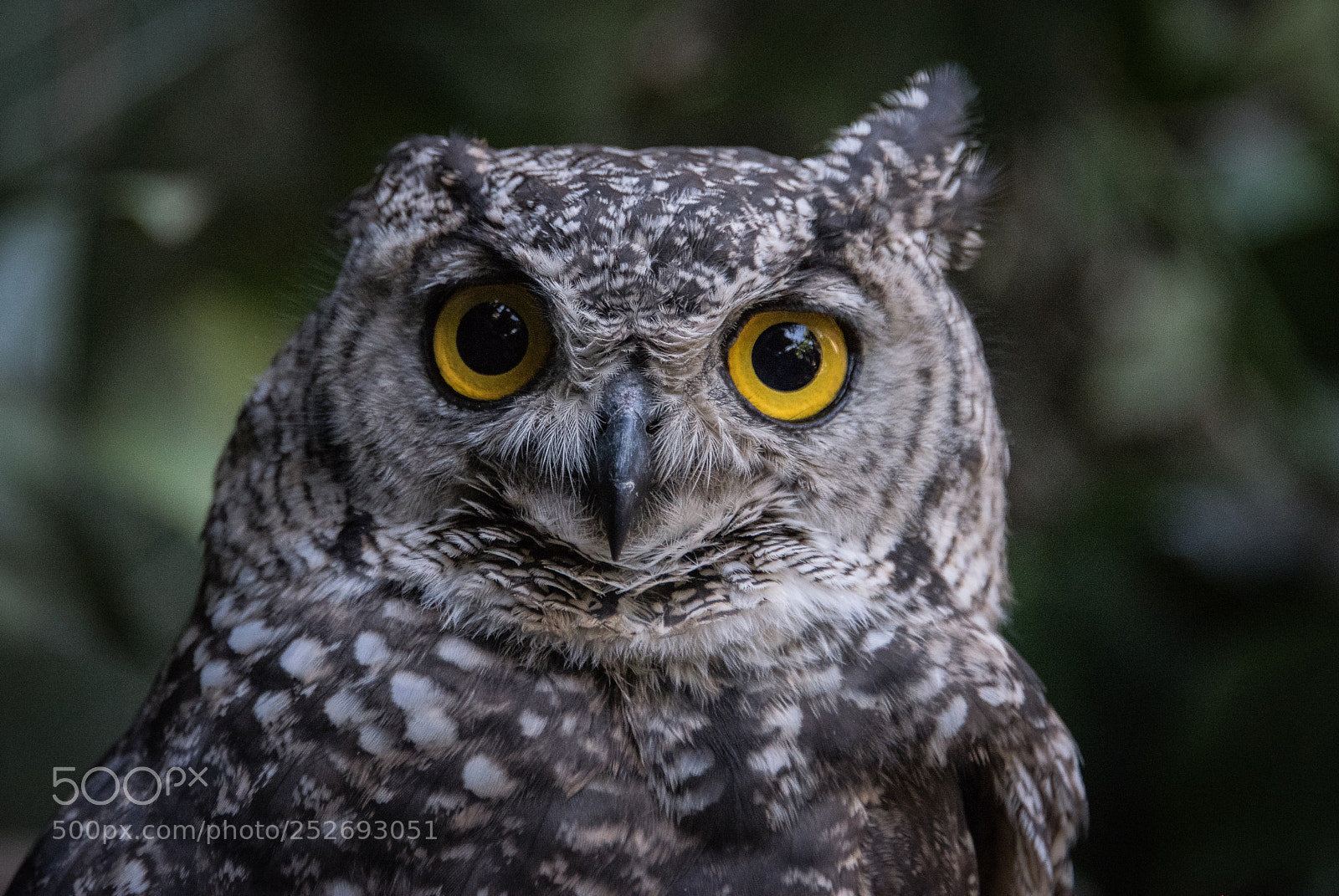 Nikon D810 sample photo. Owl -2 photography