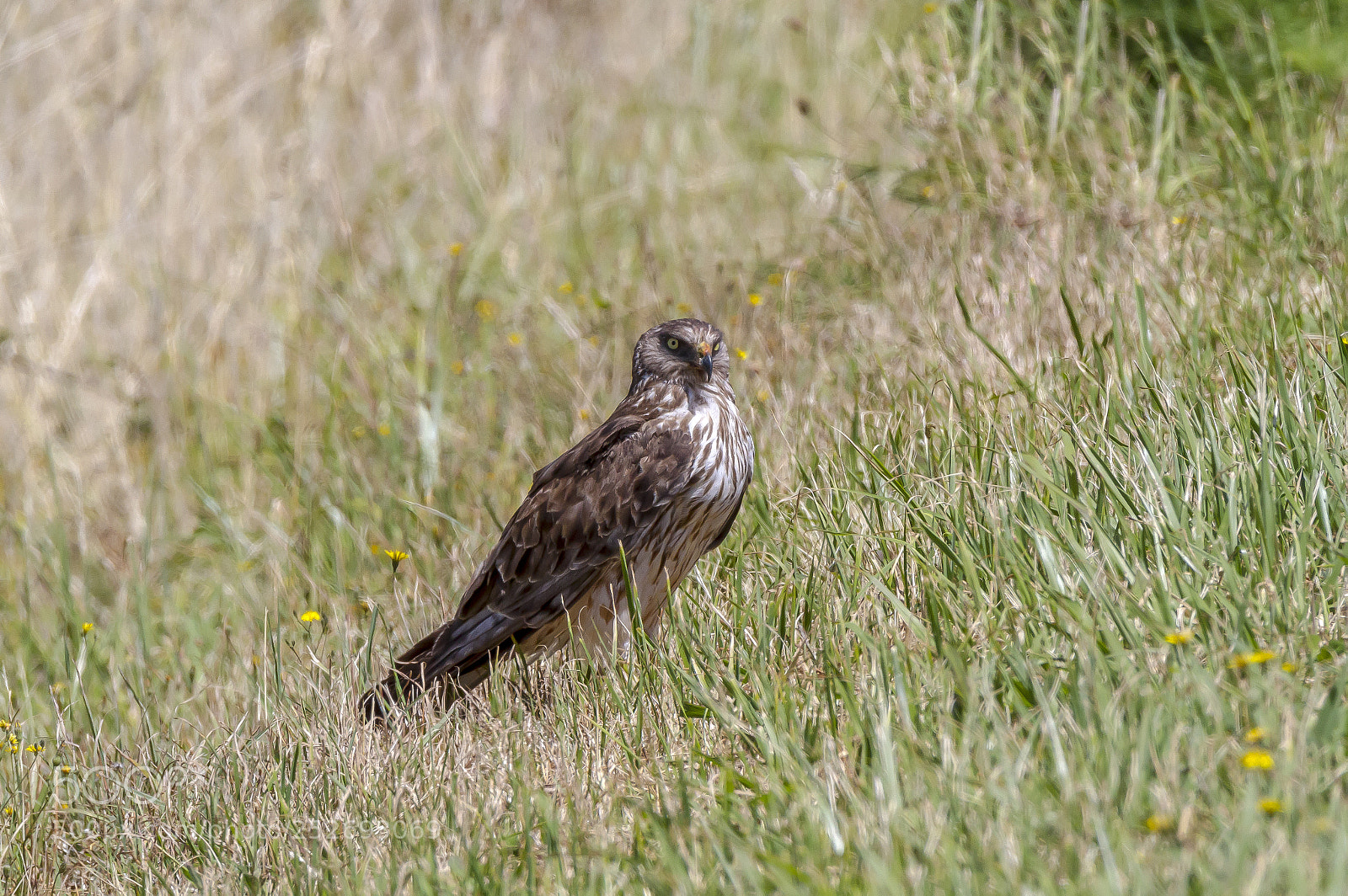 Canon EOS 7D sample photo. Australasian harrier photography
