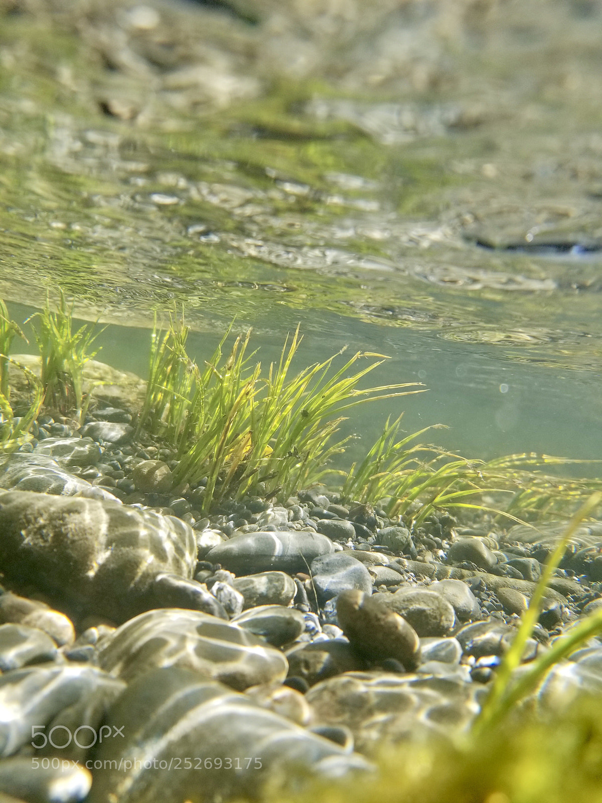 Samsung Galaxy S8 sample photo. Underwater photography