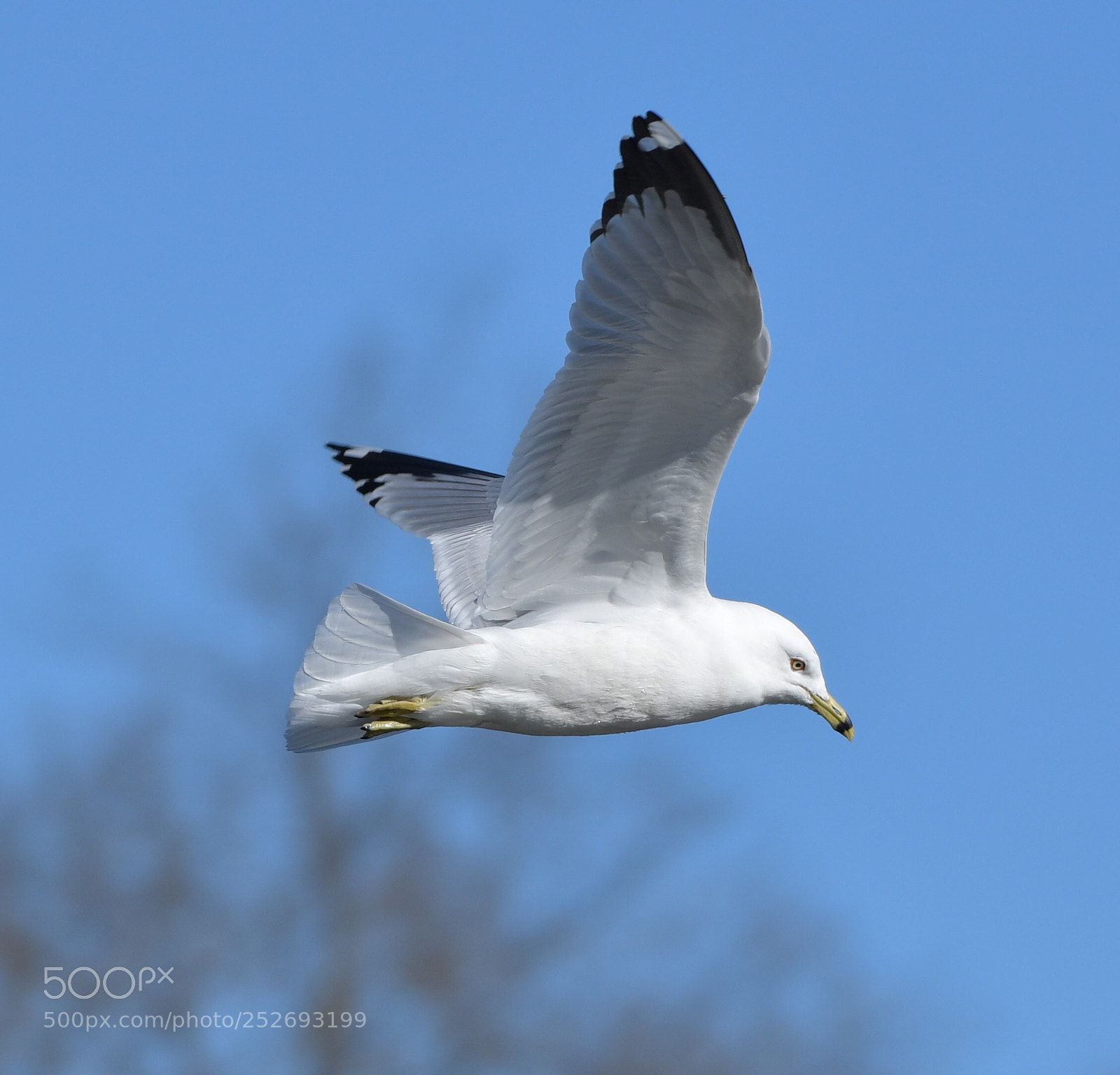 Nikon D500 sample photo. Ring billed gull photography