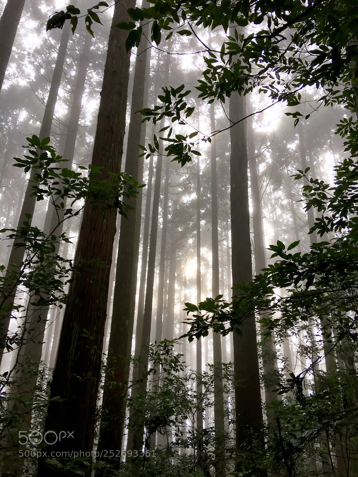Apple iPhone 6s Plus sample photo. Foggy forest  photography