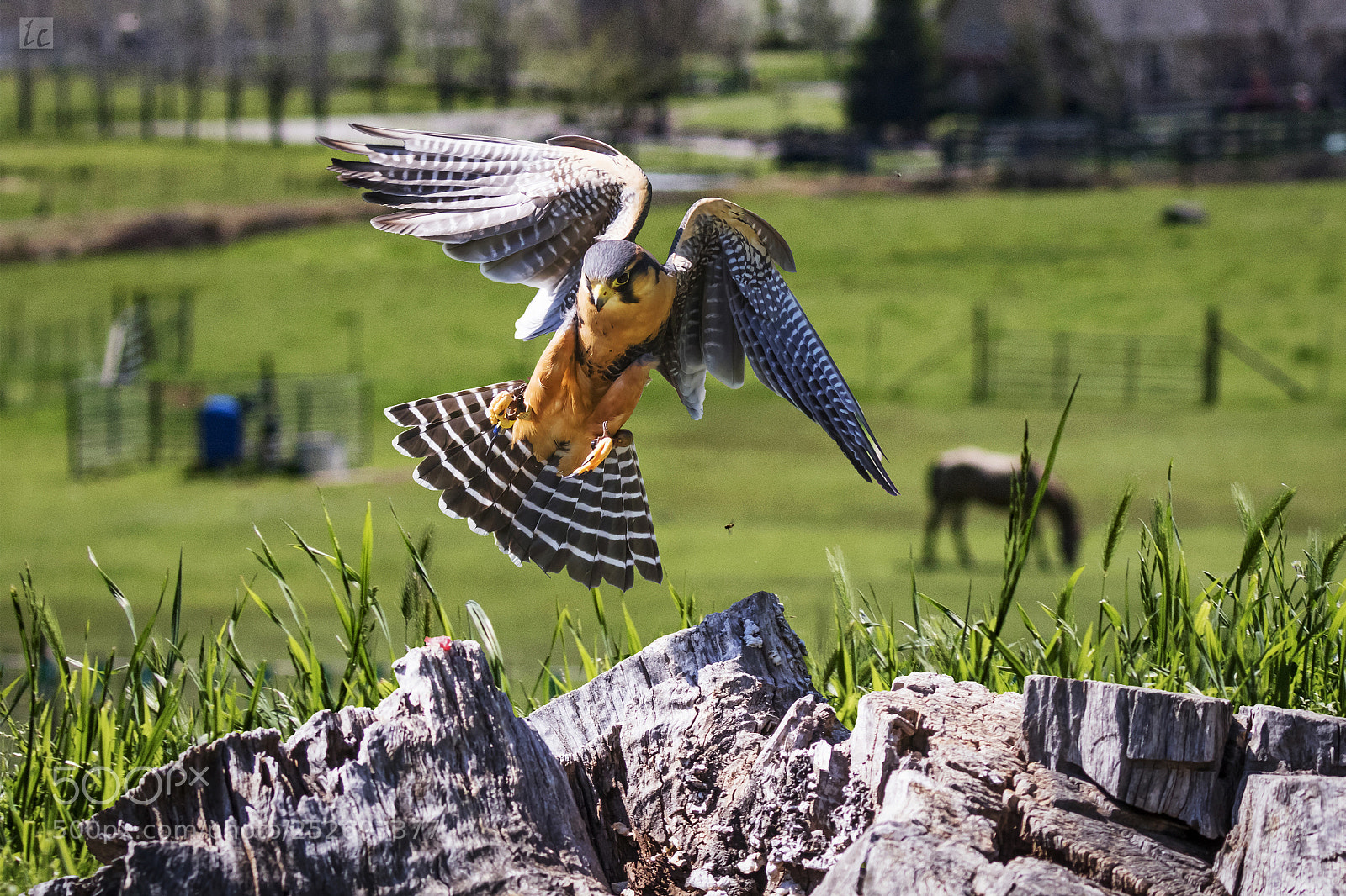 Canon EOS 7D Mark II sample photo. Swainson's hawk in flight photography