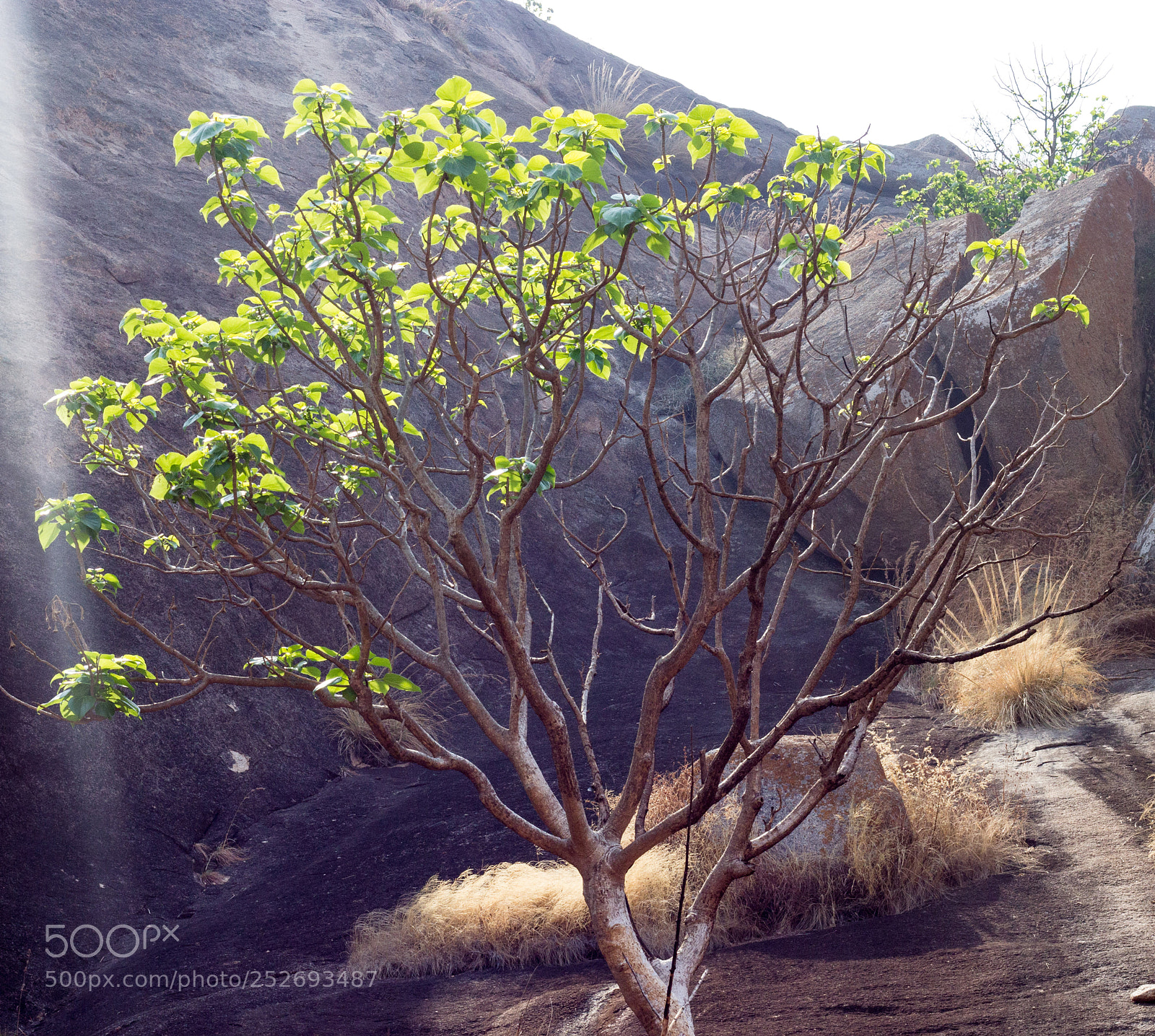 Canon EOS 600D (Rebel EOS T3i / EOS Kiss X5) sample photo. Lonely tree photography