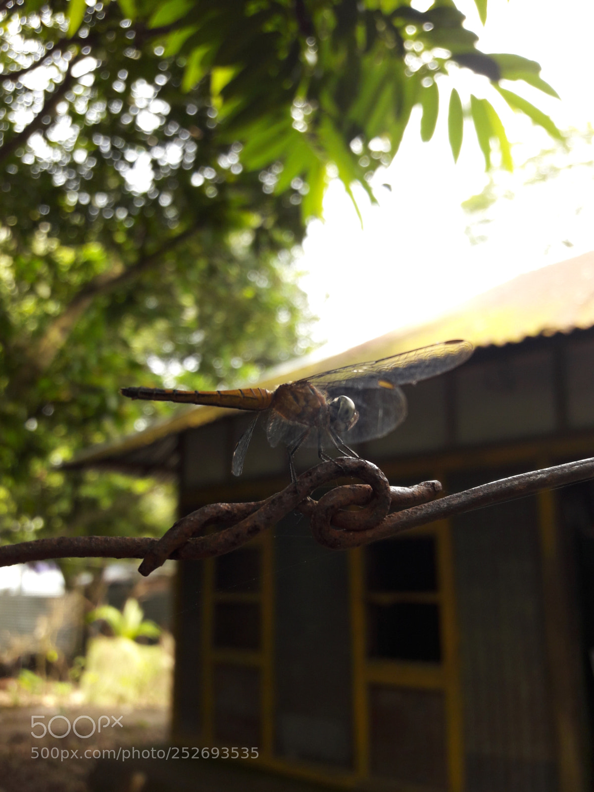 Samsung Galaxy J7 sample photo. Dragonfly on a knot photography