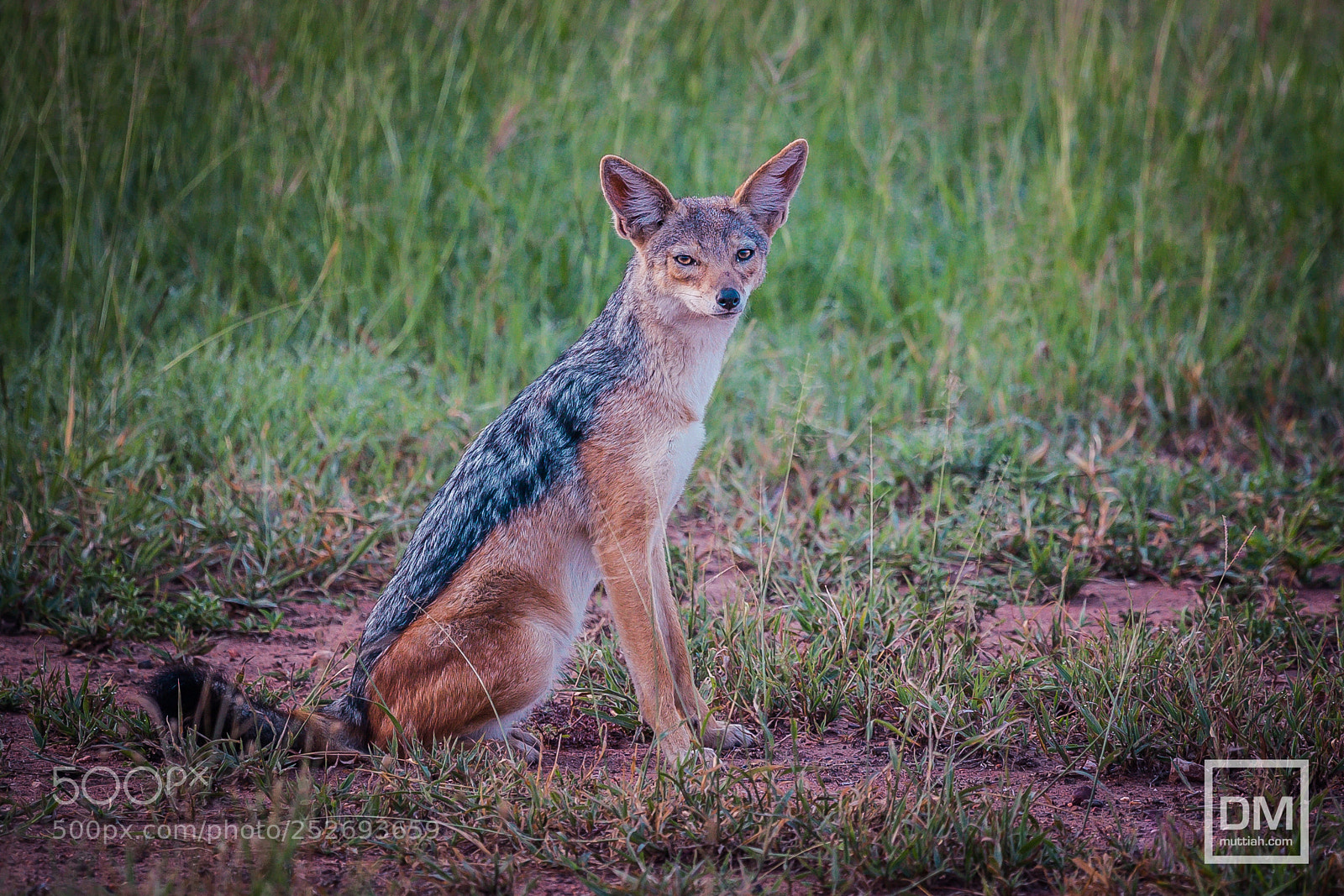 Canon EOS 5D Mark II sample photo. Serengeti national park photography