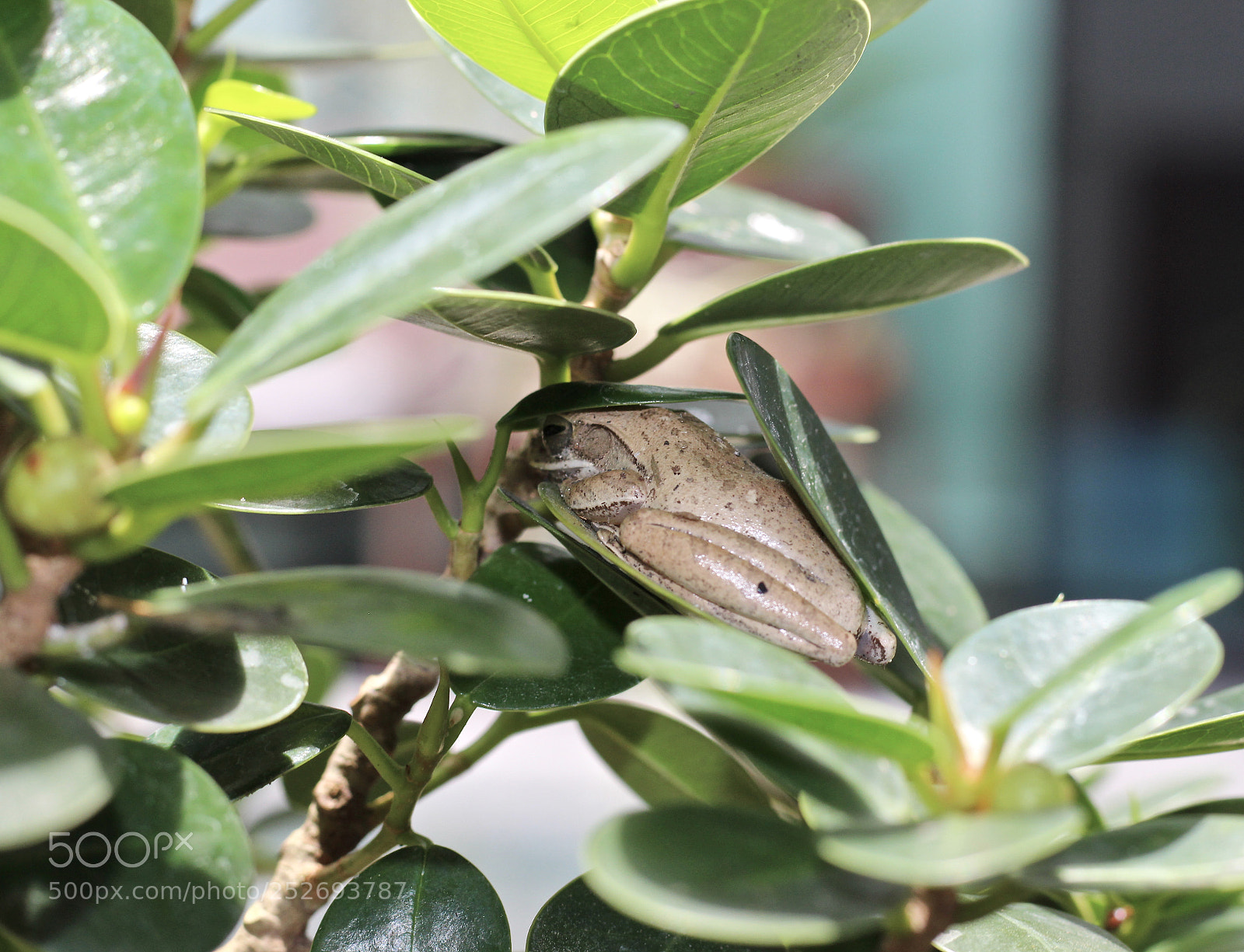 Canon EOS 700D (EOS Rebel T5i / EOS Kiss X7i) sample photo. Siesta photography