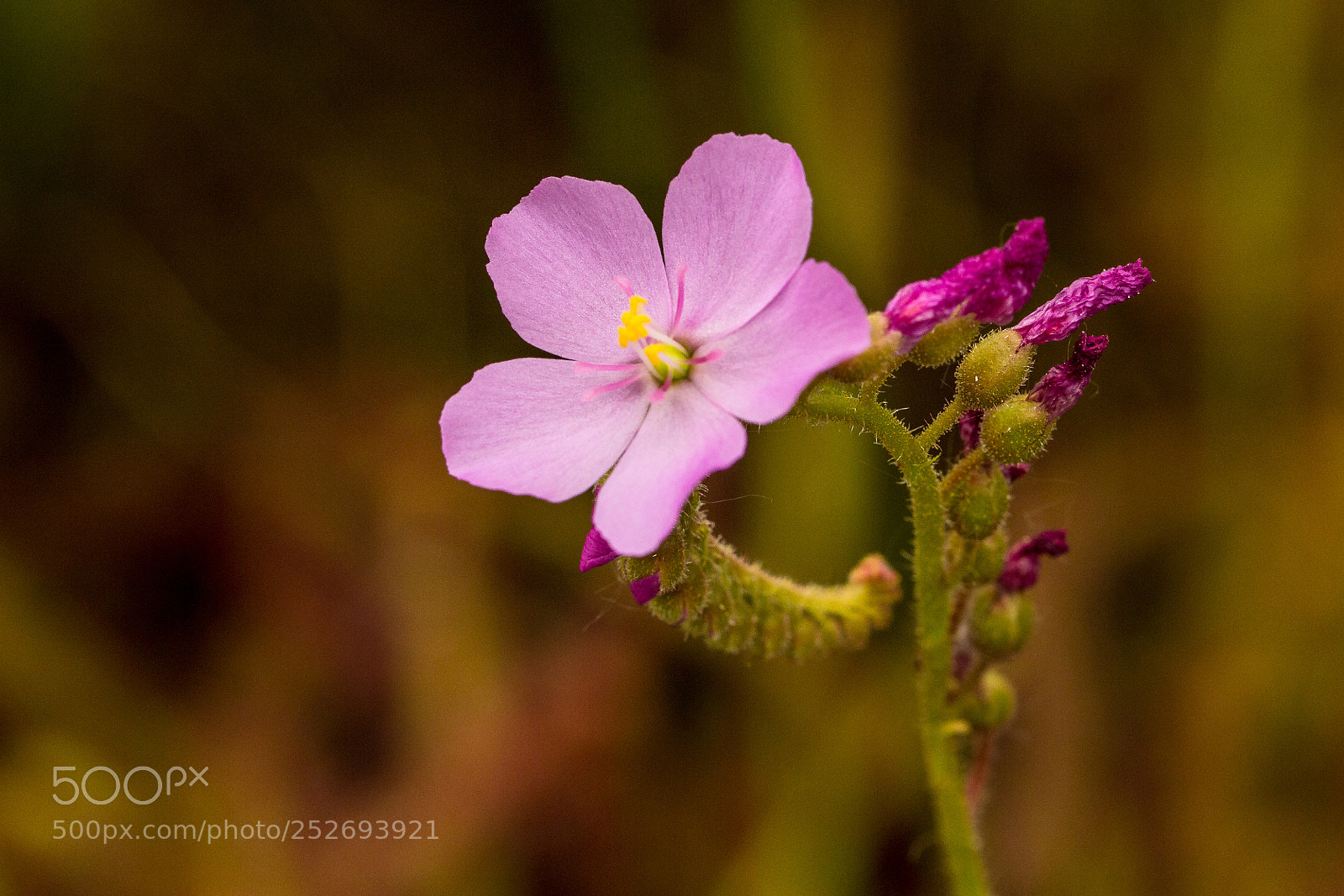 Canon EOS 60D sample photo. Drosera flower photography