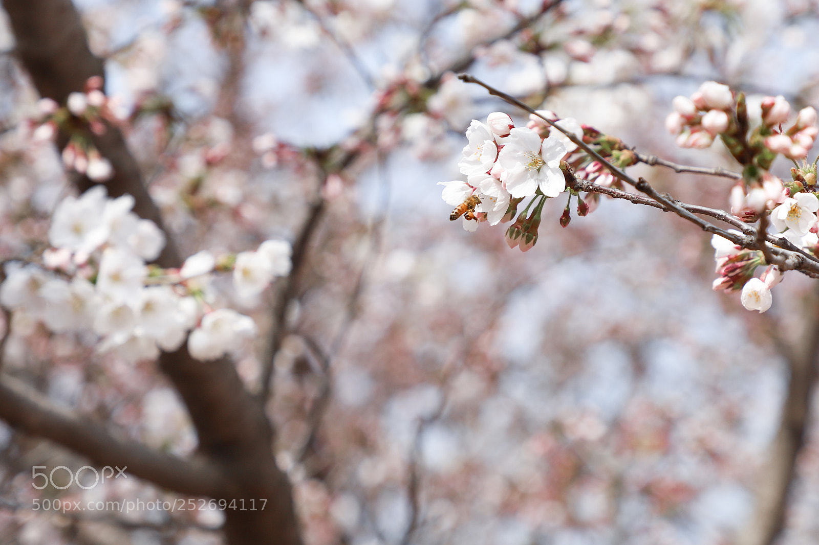 Canon EOS 6D Mark II sample photo. Sakura photography