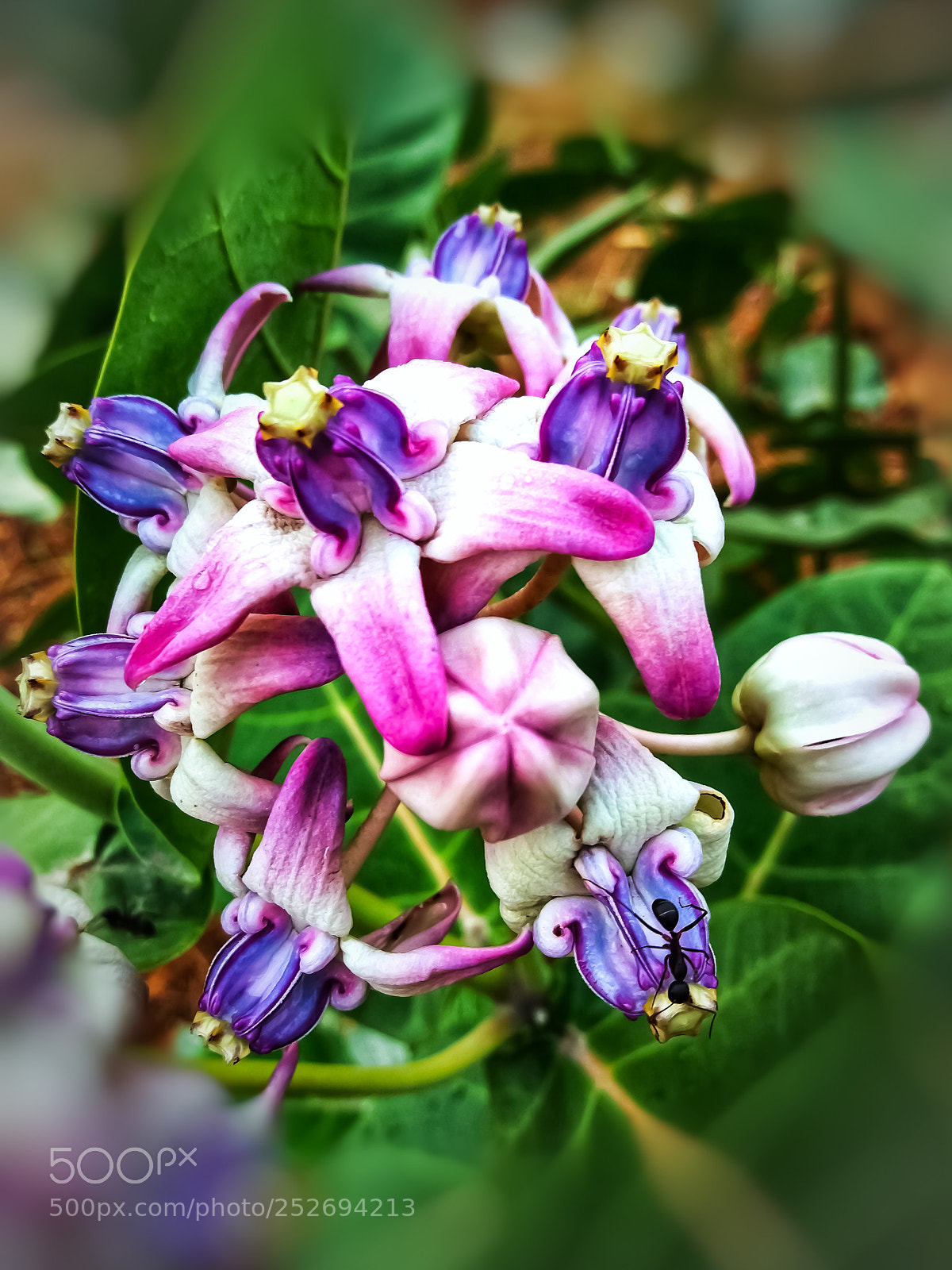 Samsung Galaxy J5 sample photo. Beautiful purple and white photography