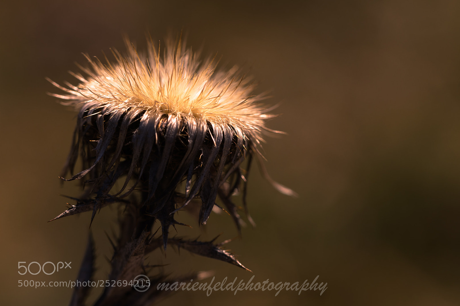 Canon EOS 5D Mark IV sample photo. Thistle in glowing lights photography
